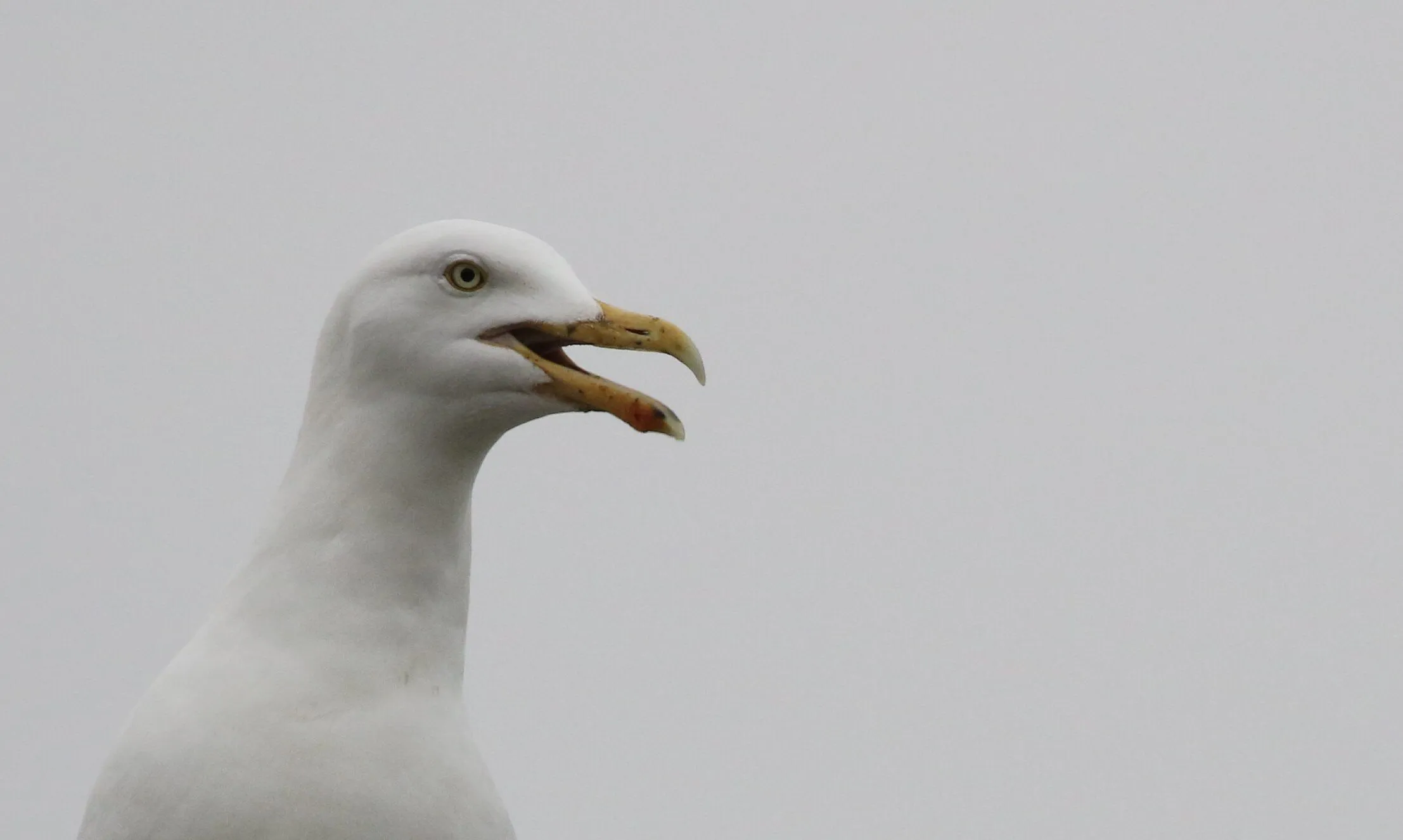 Herring Gull on a grey day