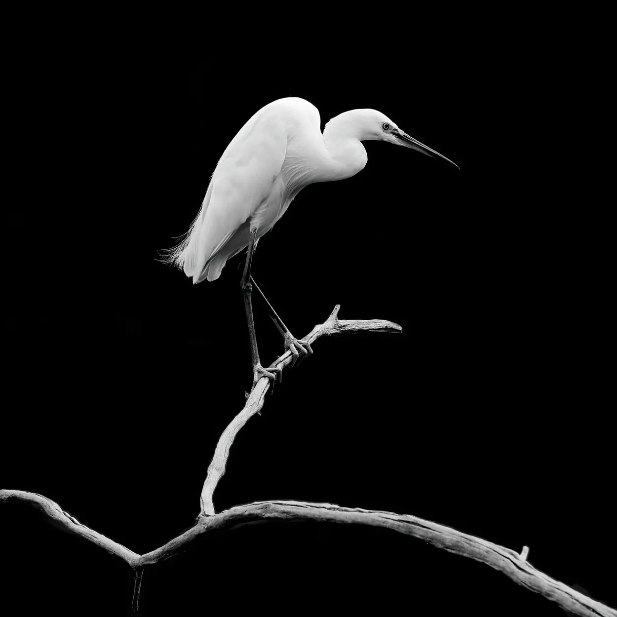 Little egret