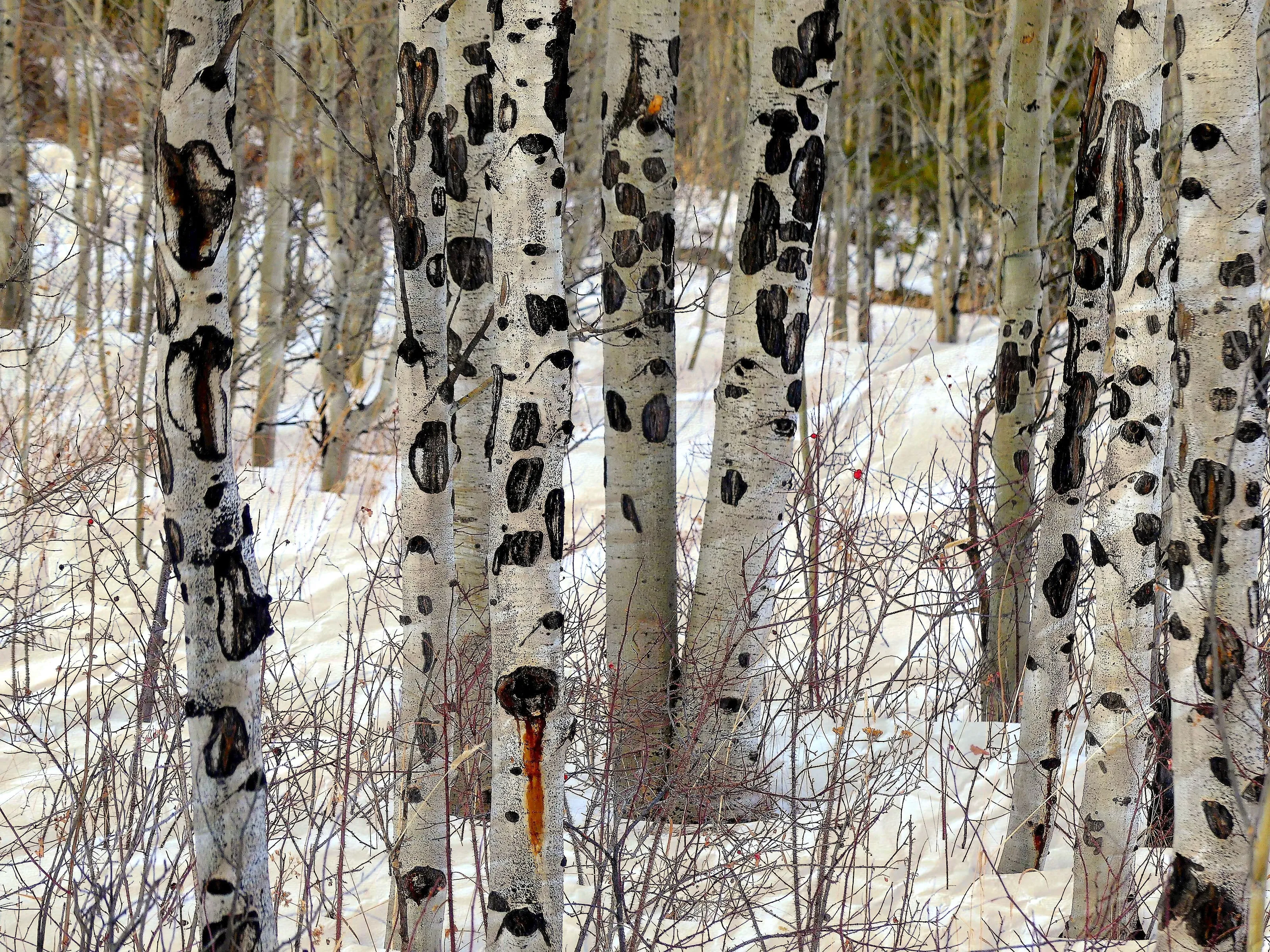 Dalmation Trees