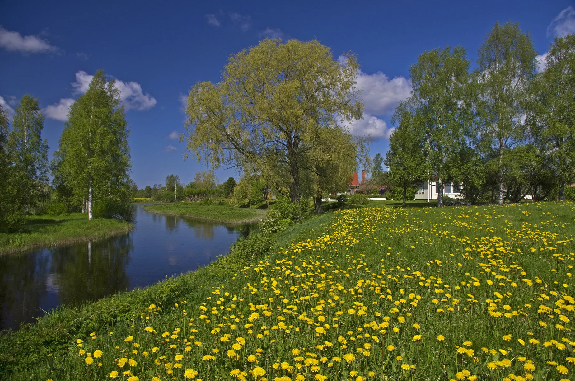 Sunny Summer Day
