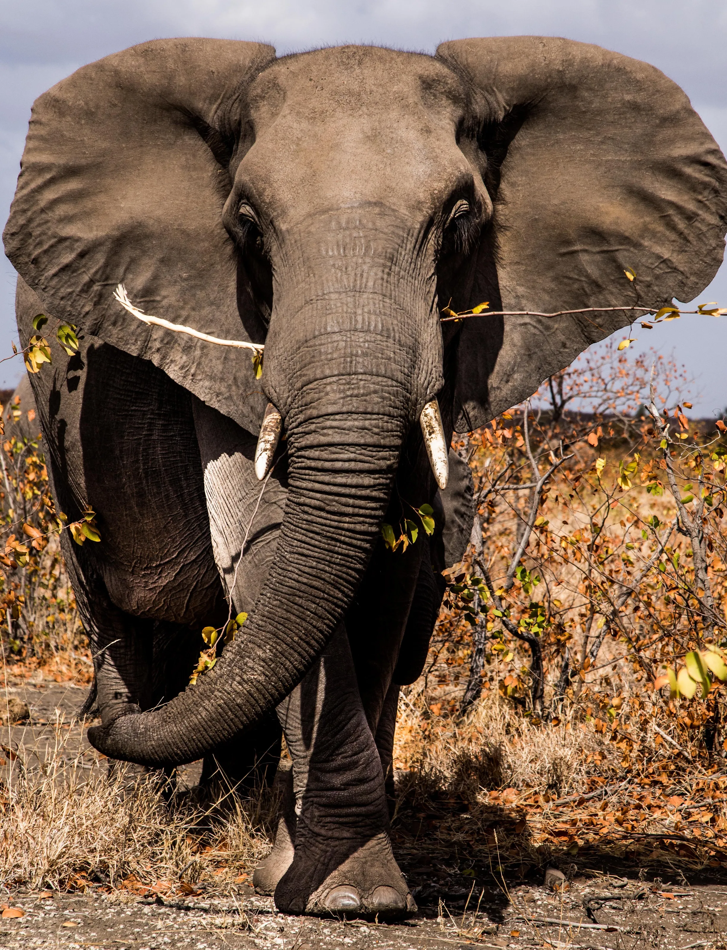 Elephant