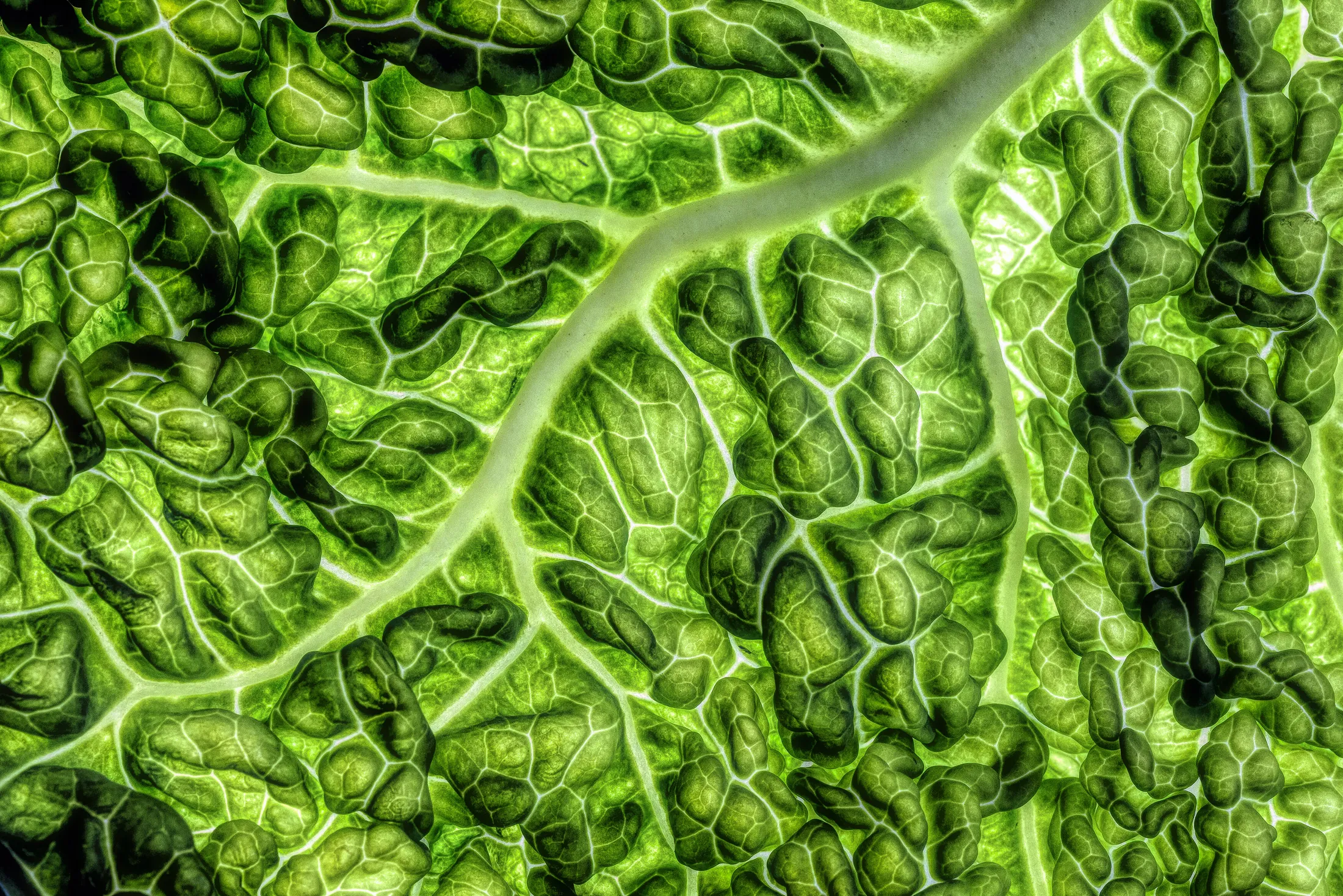Cabbage