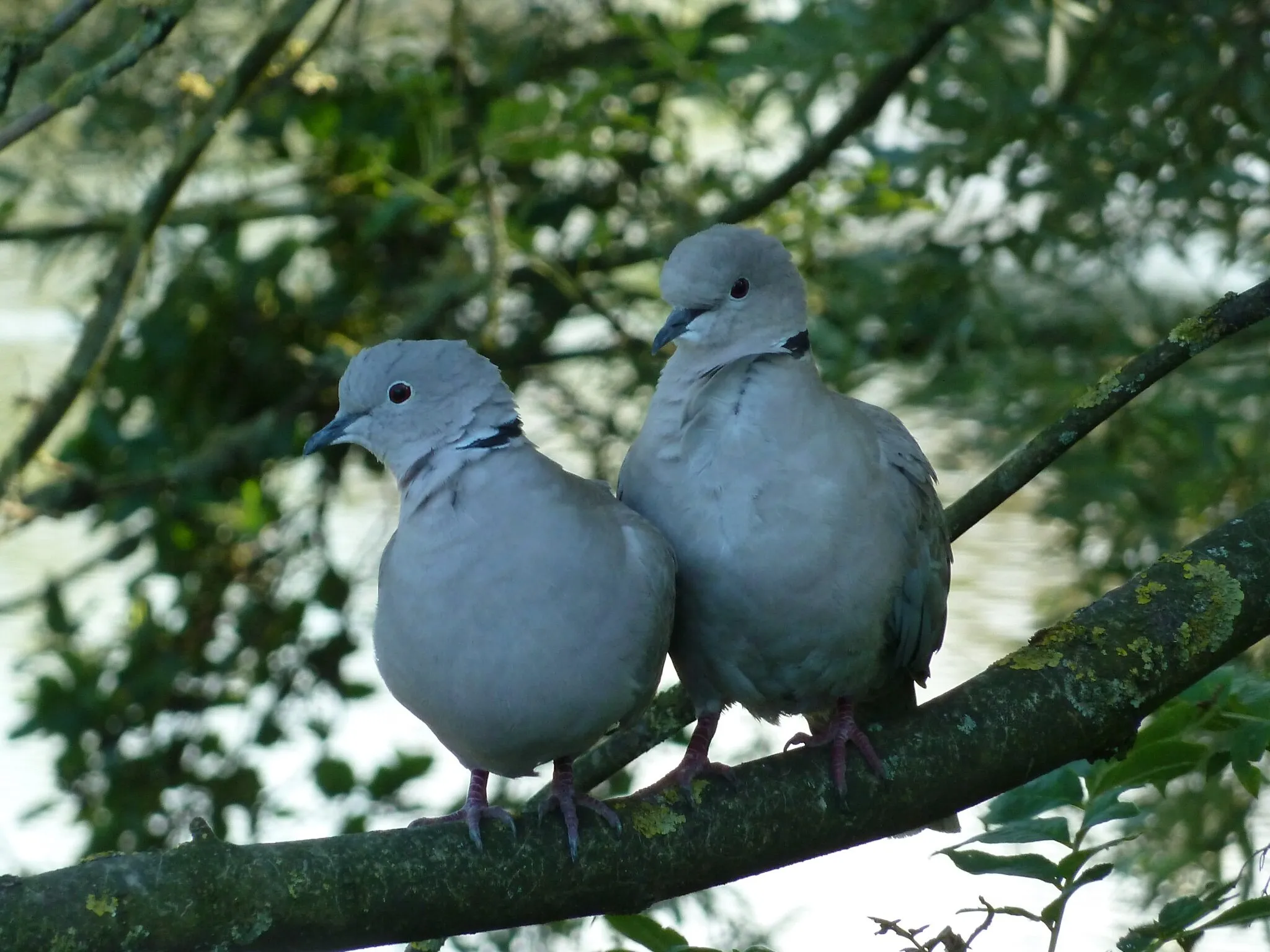 Love birds