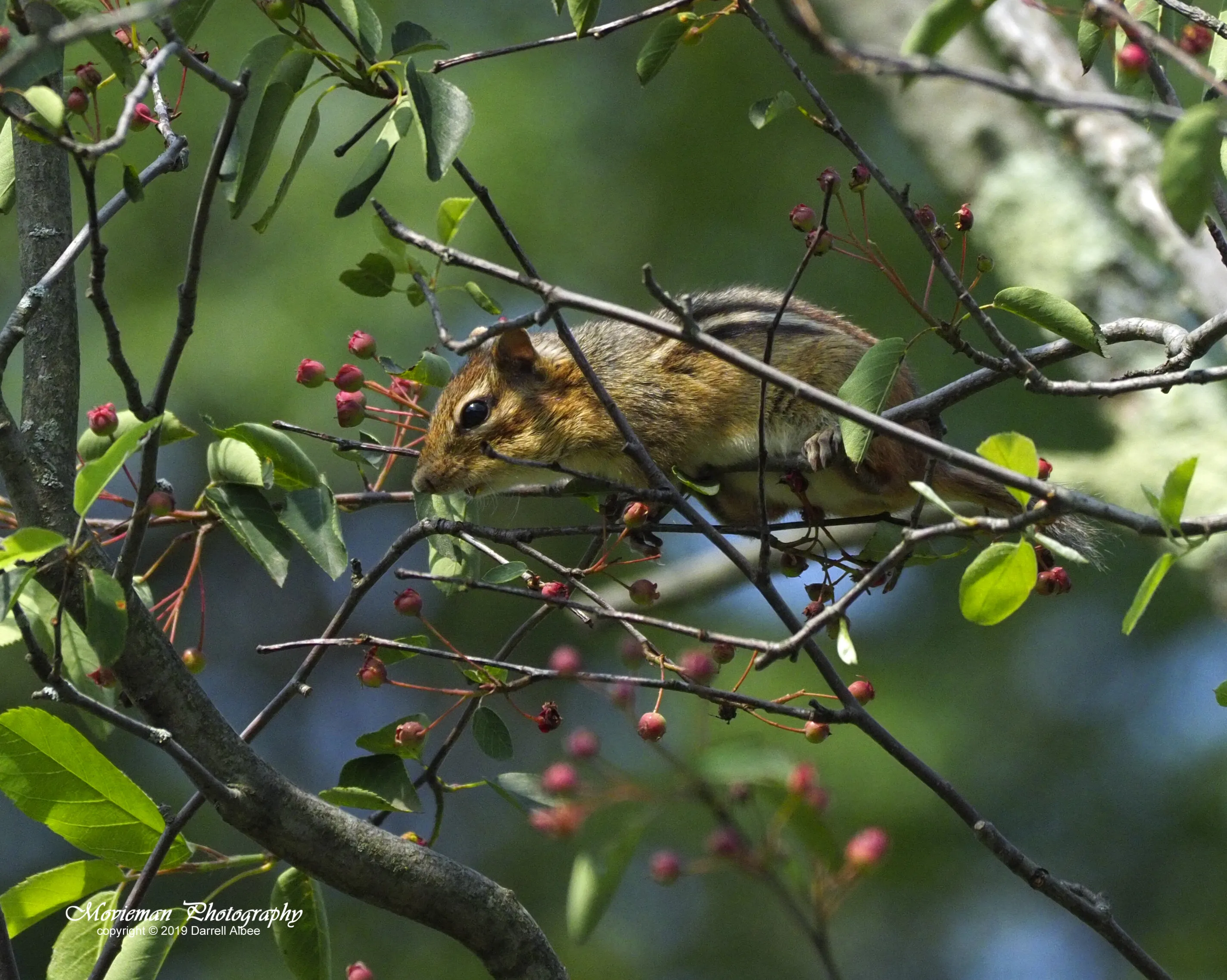 Out on a limb