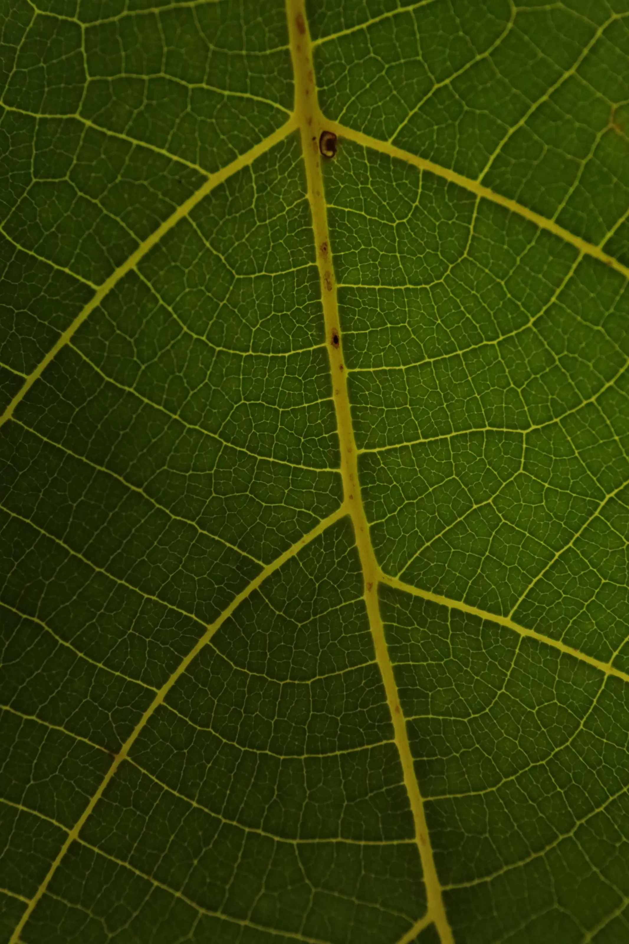 LEAF