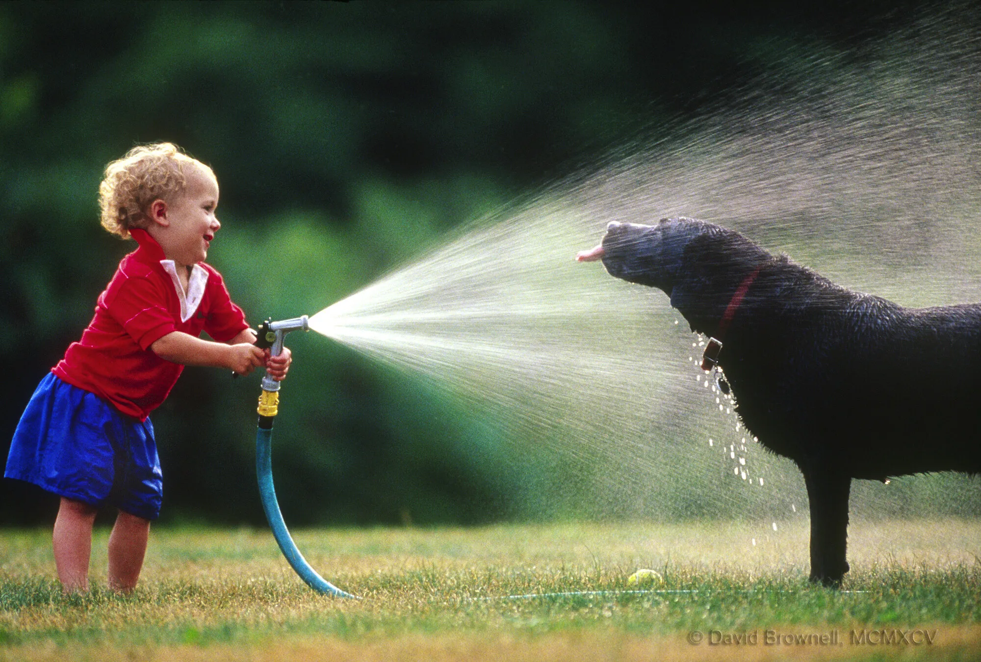 Giving the Dog a Drink
