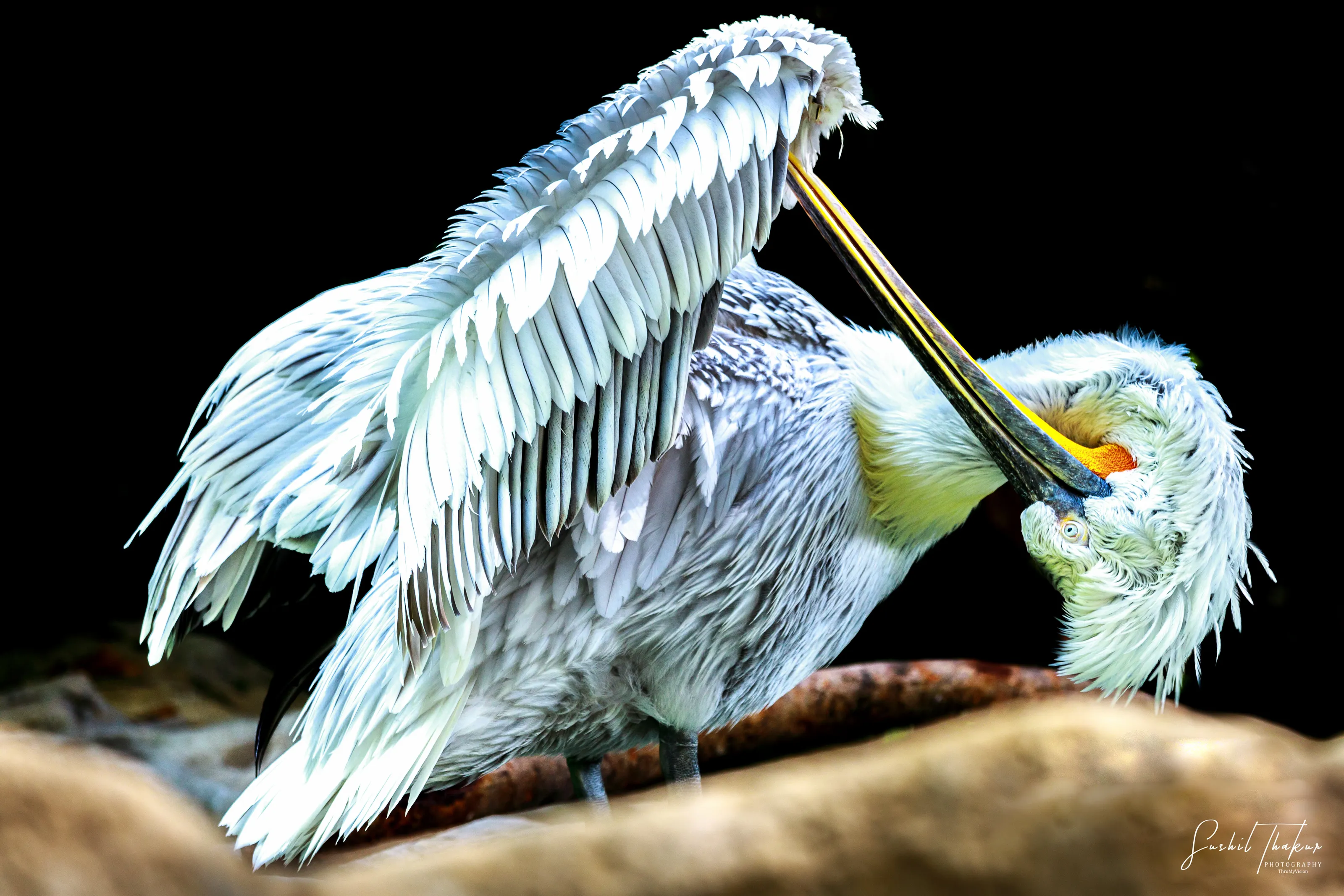 Pelican