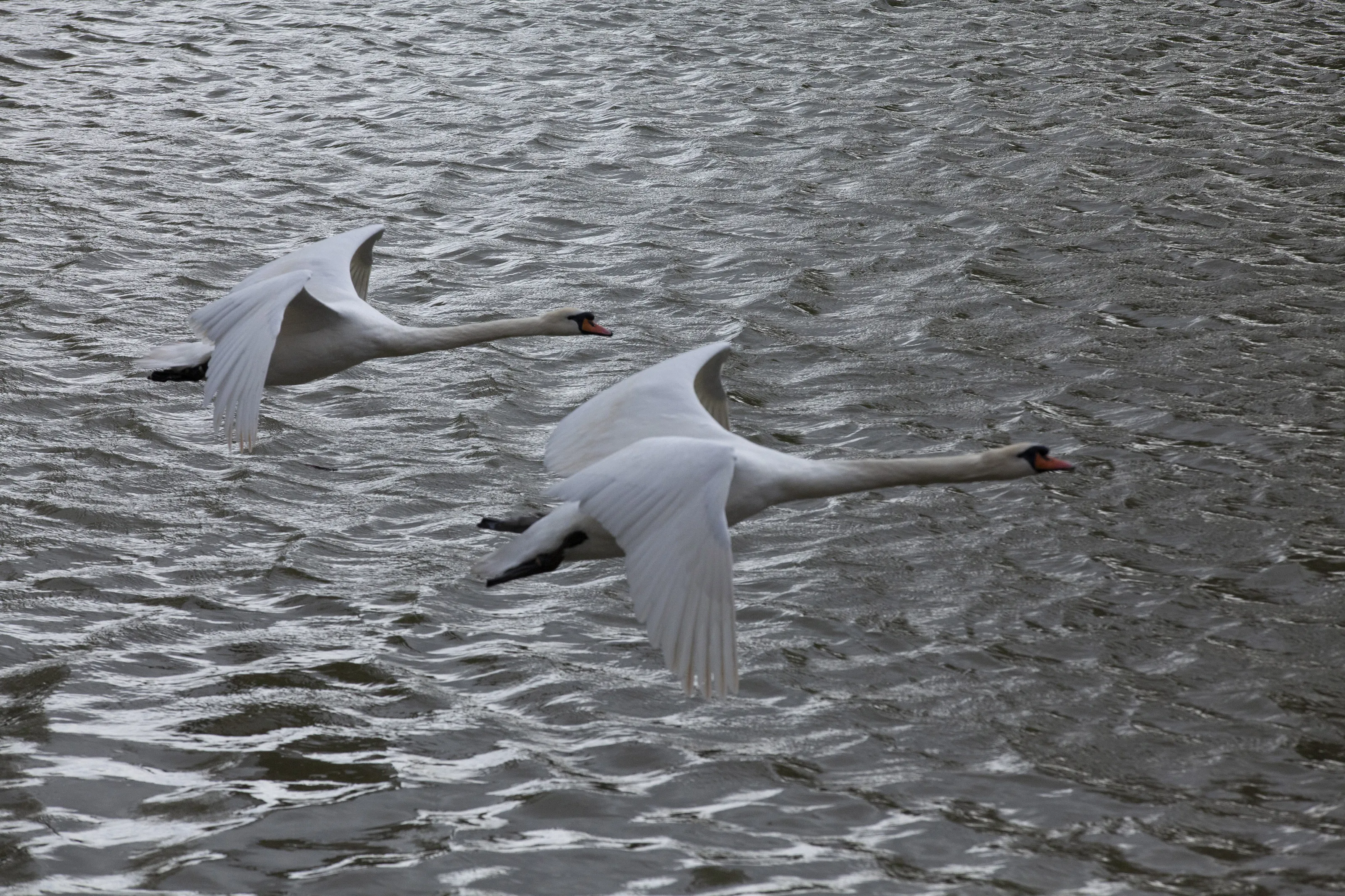 Flying swans