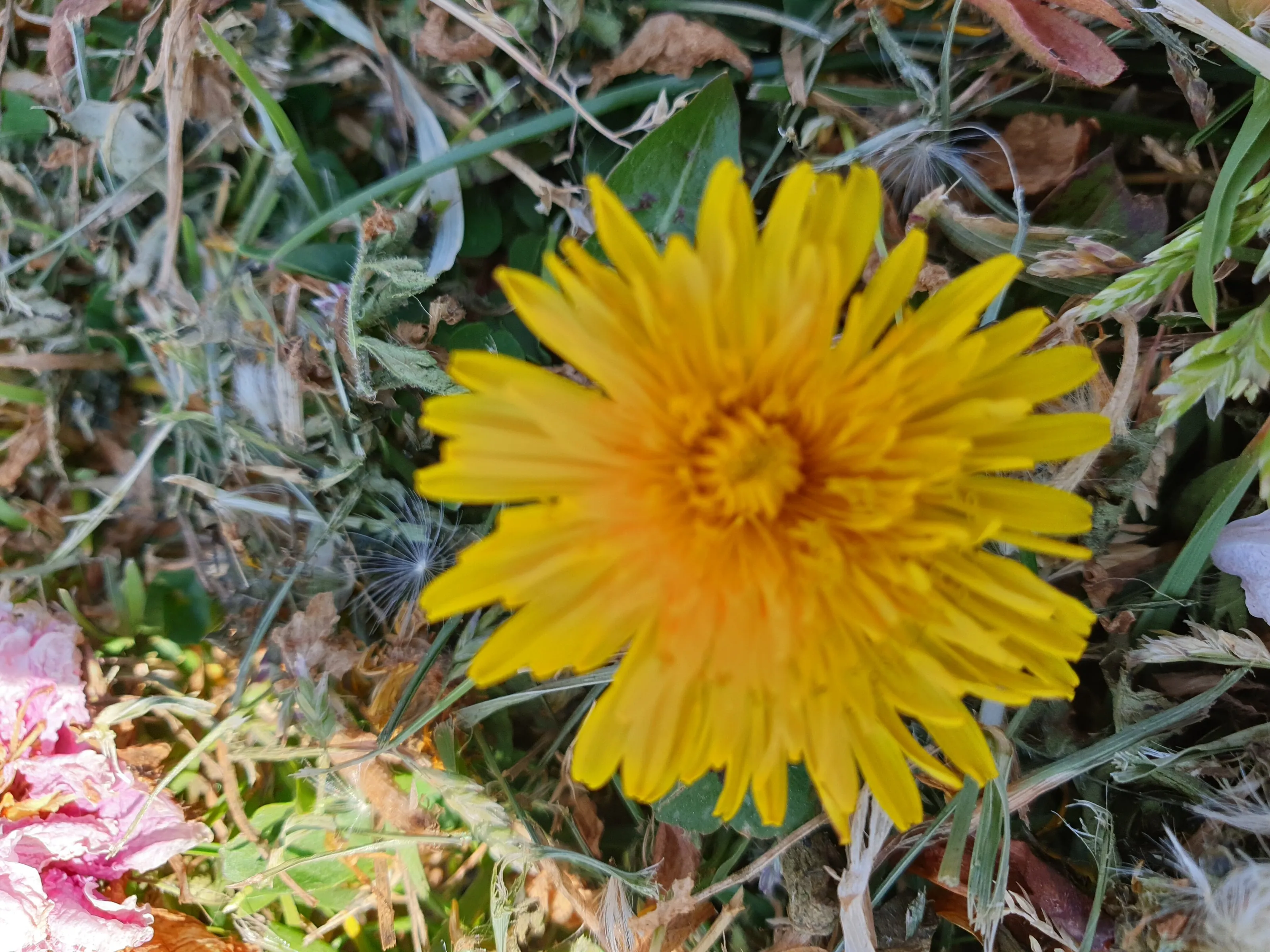 Weeds in colour
