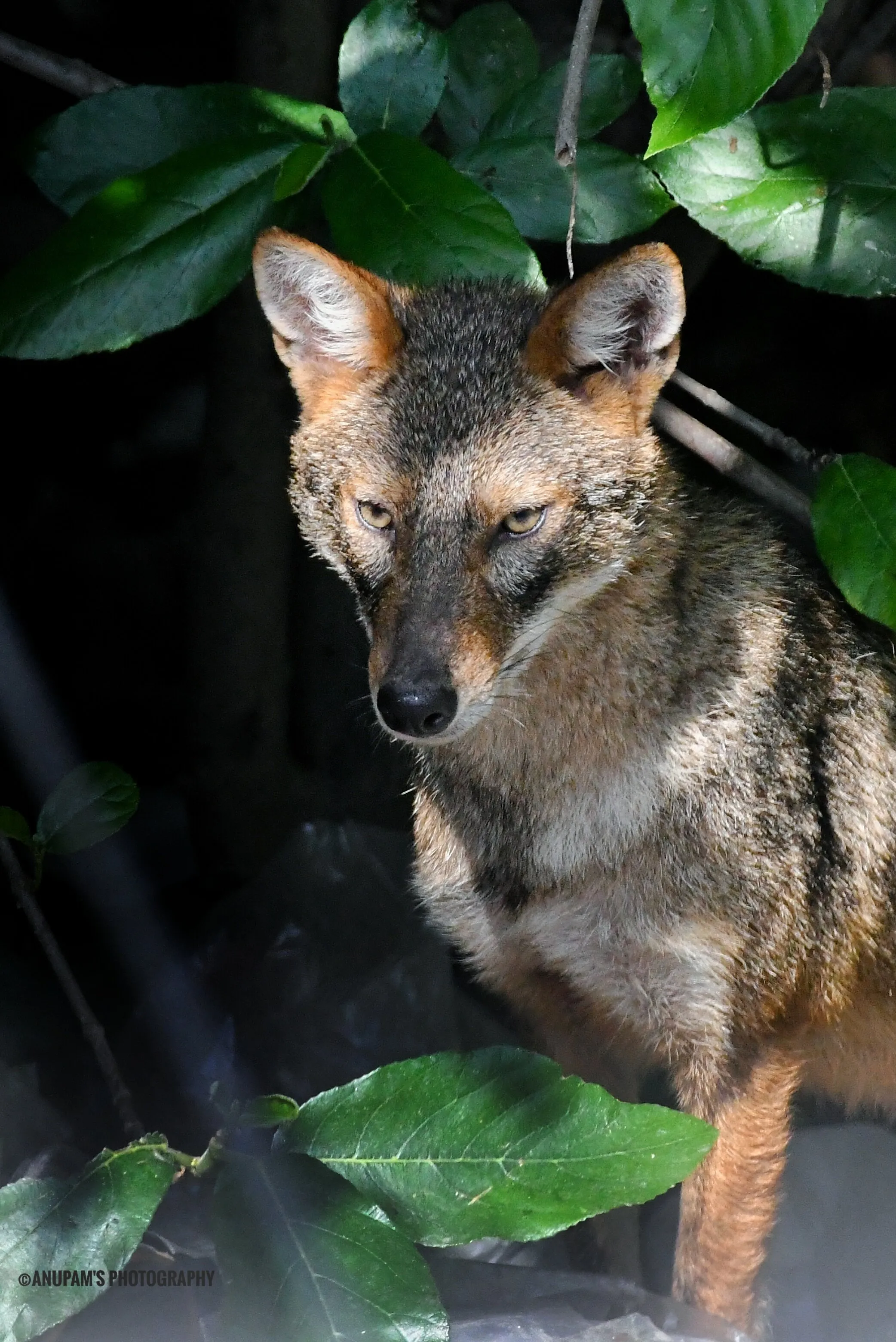 The golden Jackal