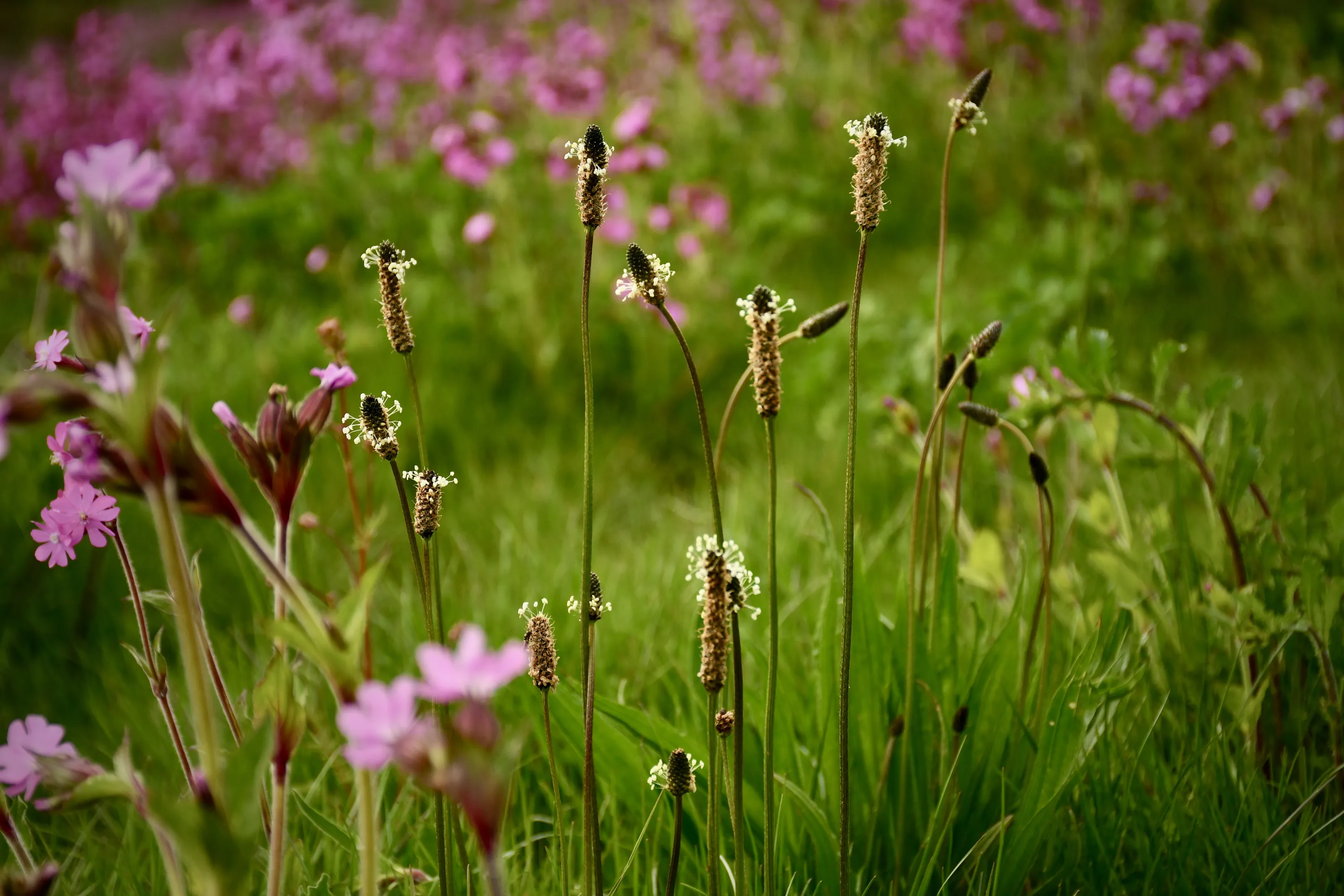 In the fields...