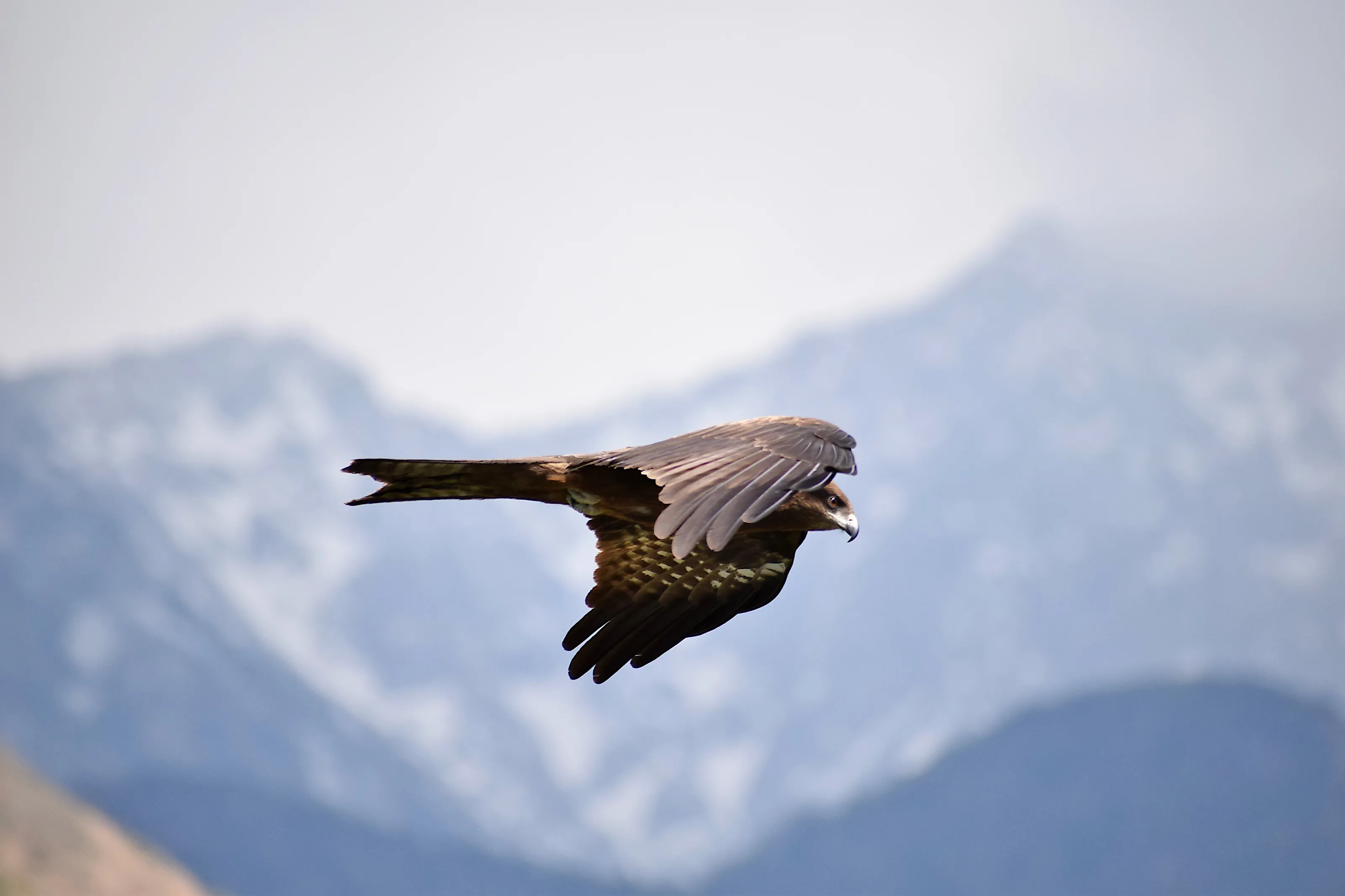 Soaring Through The Himalayas