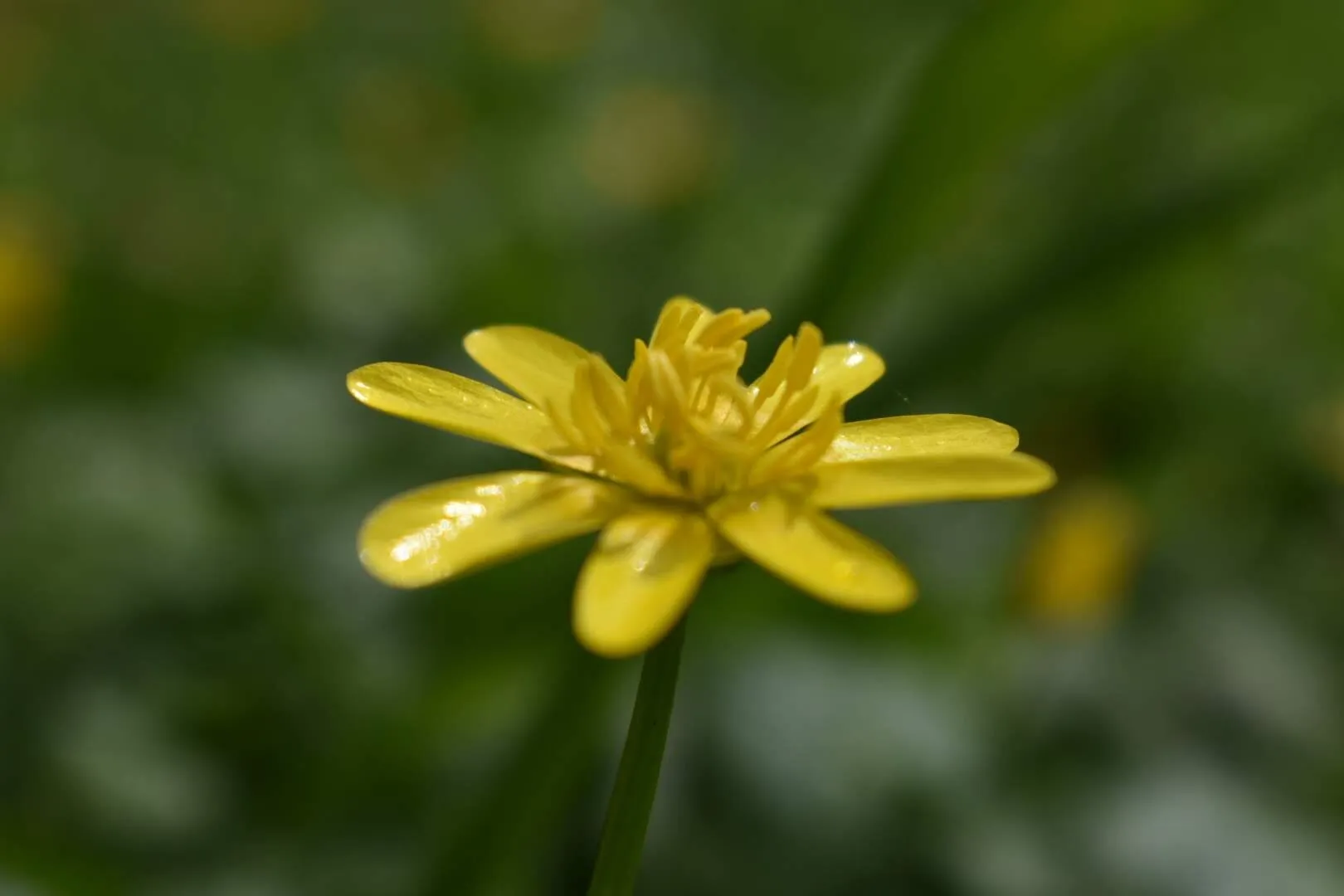 Yellow Mellow
