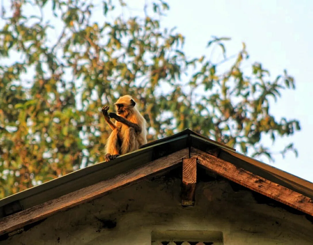The watchmonkey