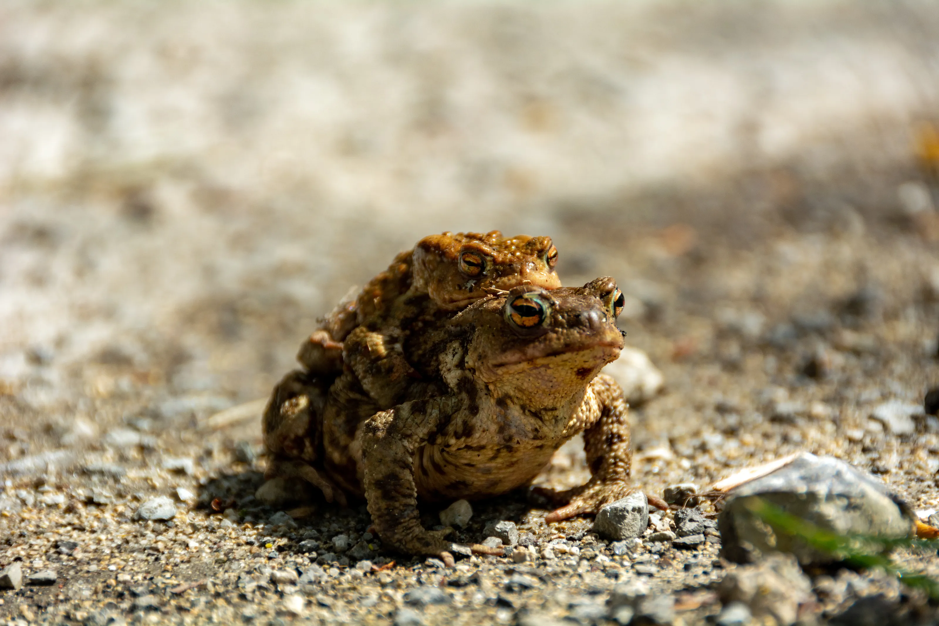 Two frogs, one riding on the other