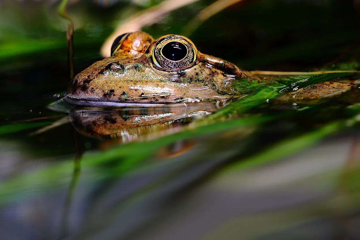Entry 18398599