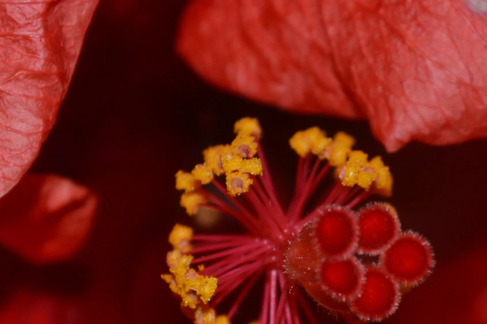 Hibiscus