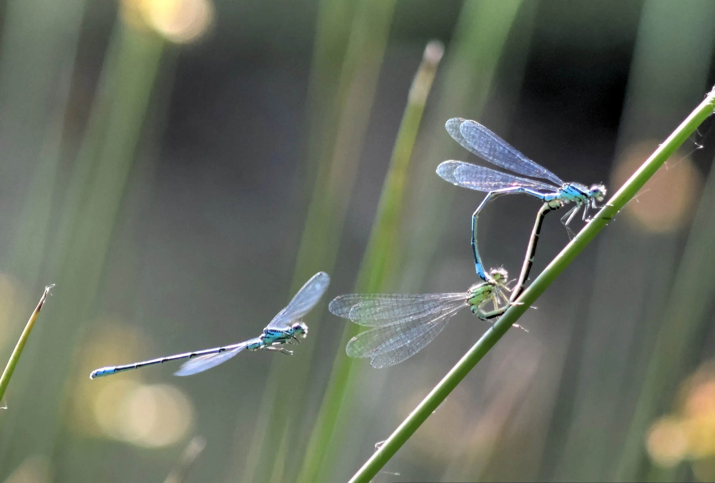 Damselfly Breeding Time.