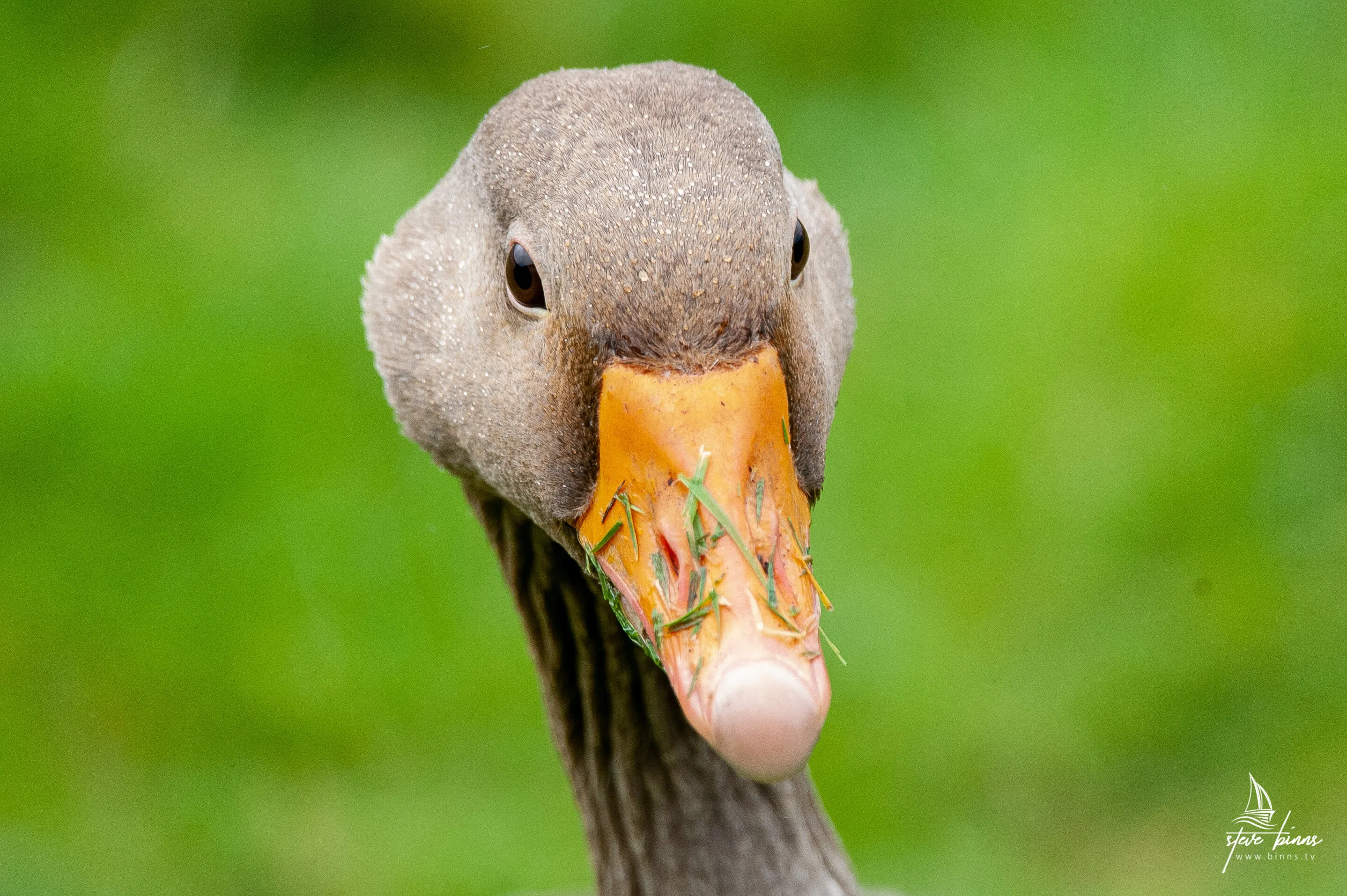 Greylag Goose