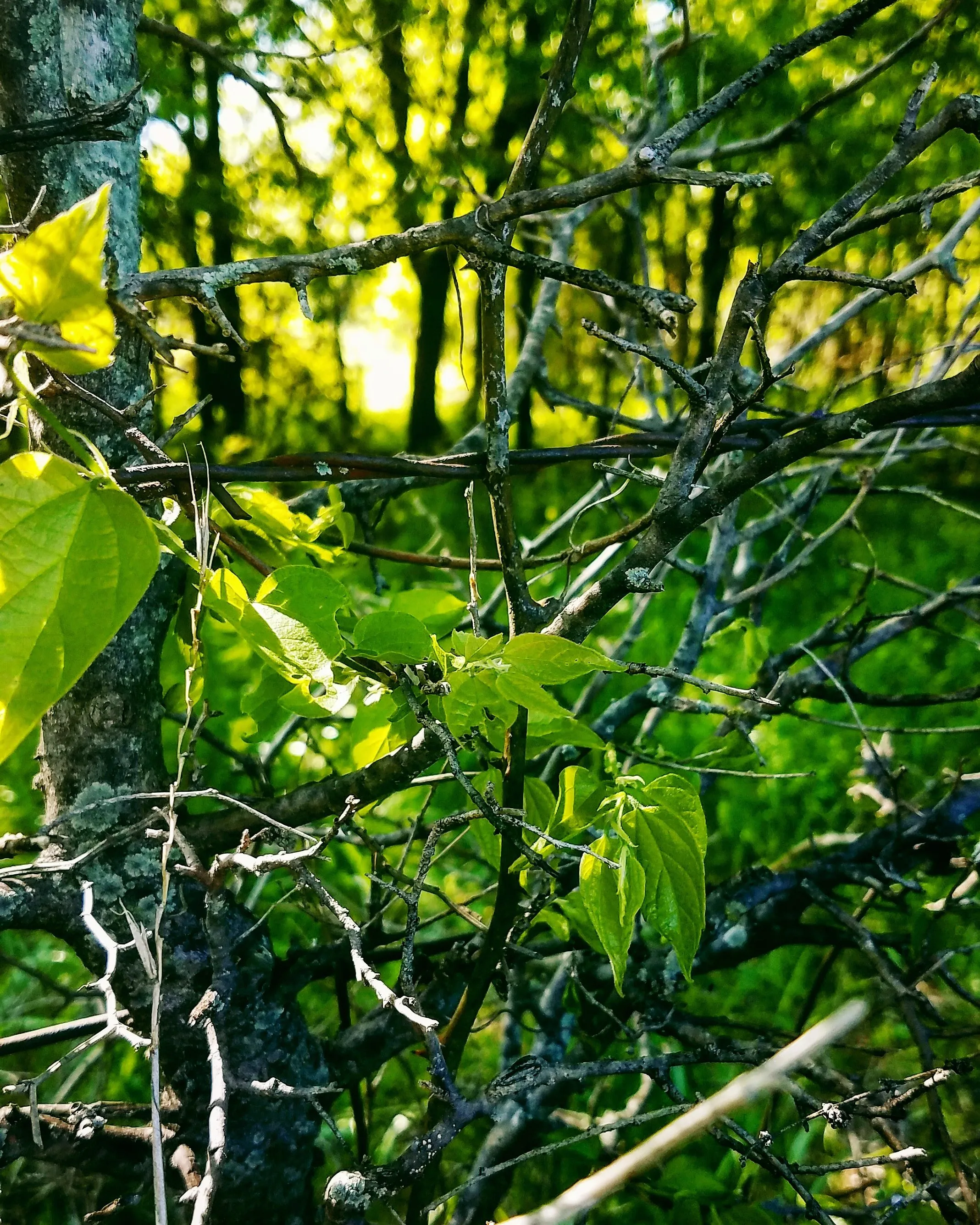 Green Forest