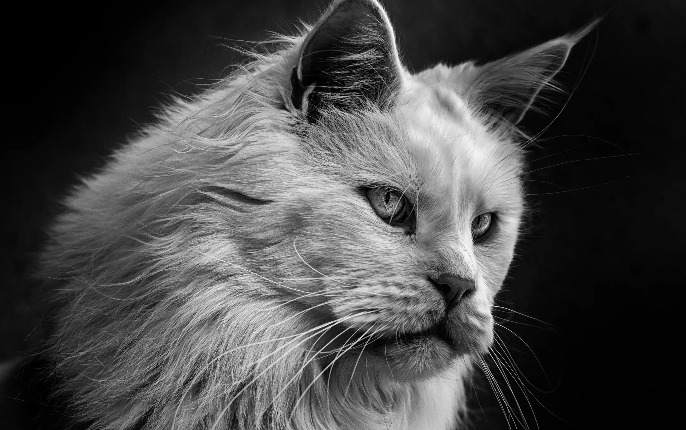I Stole Nynke's Cat B&W