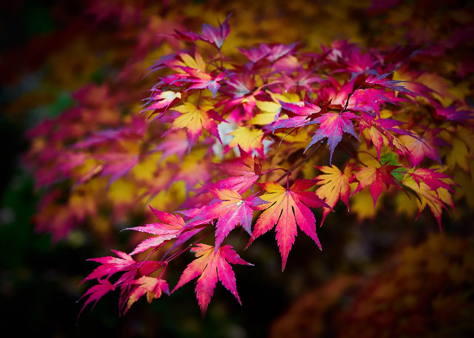 Fall Beauty