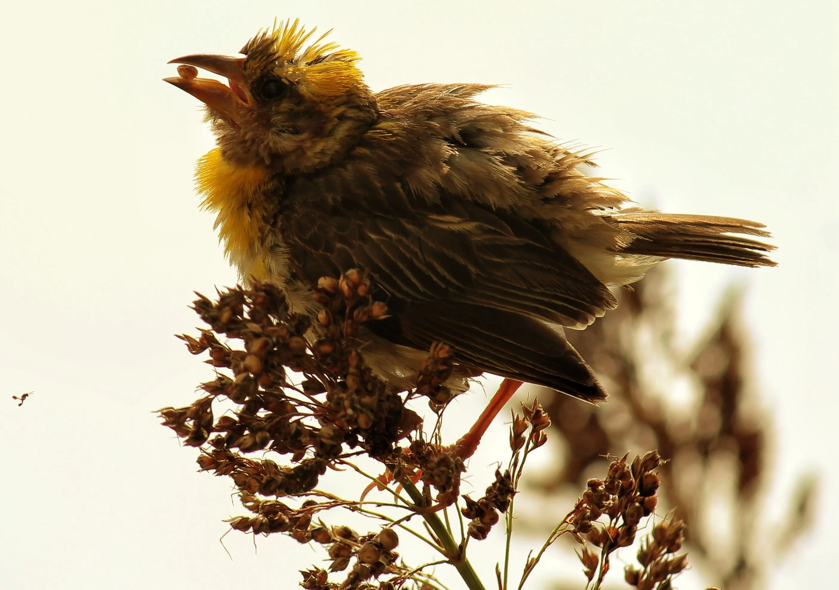 Streaked weaver