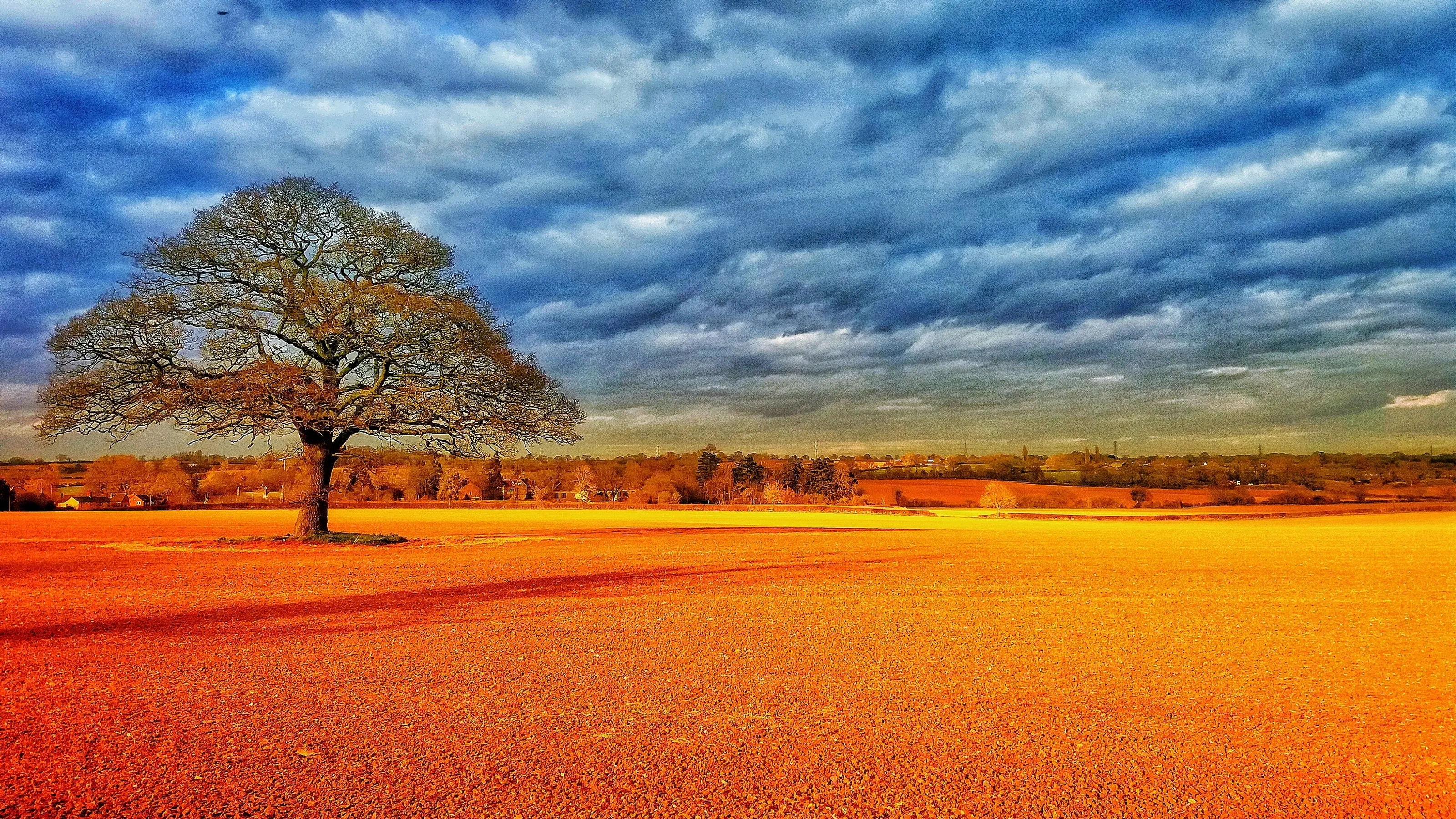 Blossom tree