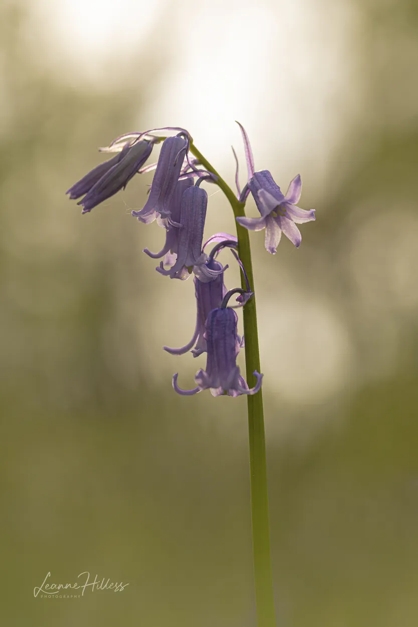Entry 9601650