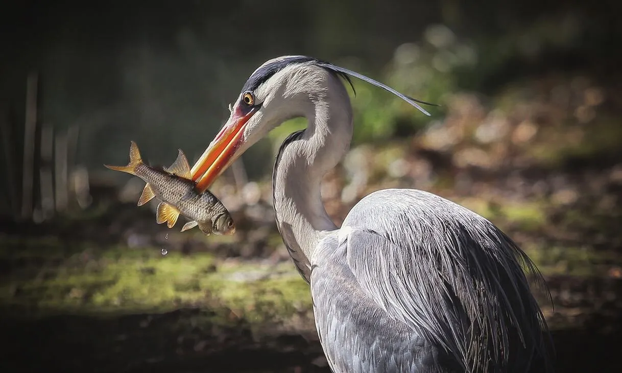 Entry 6350959