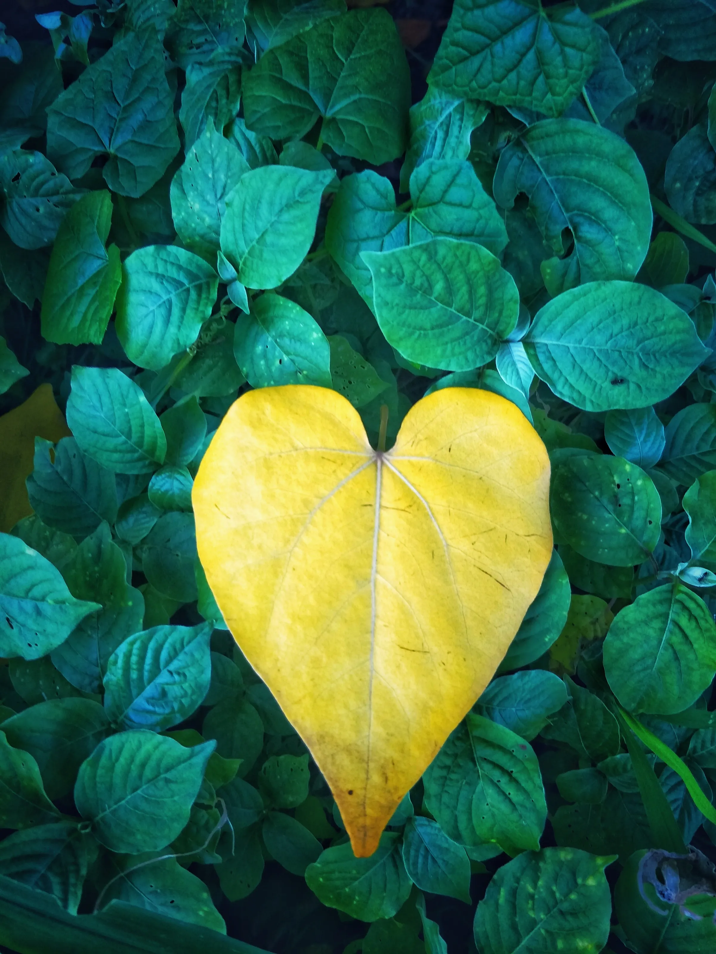 Nature Heart