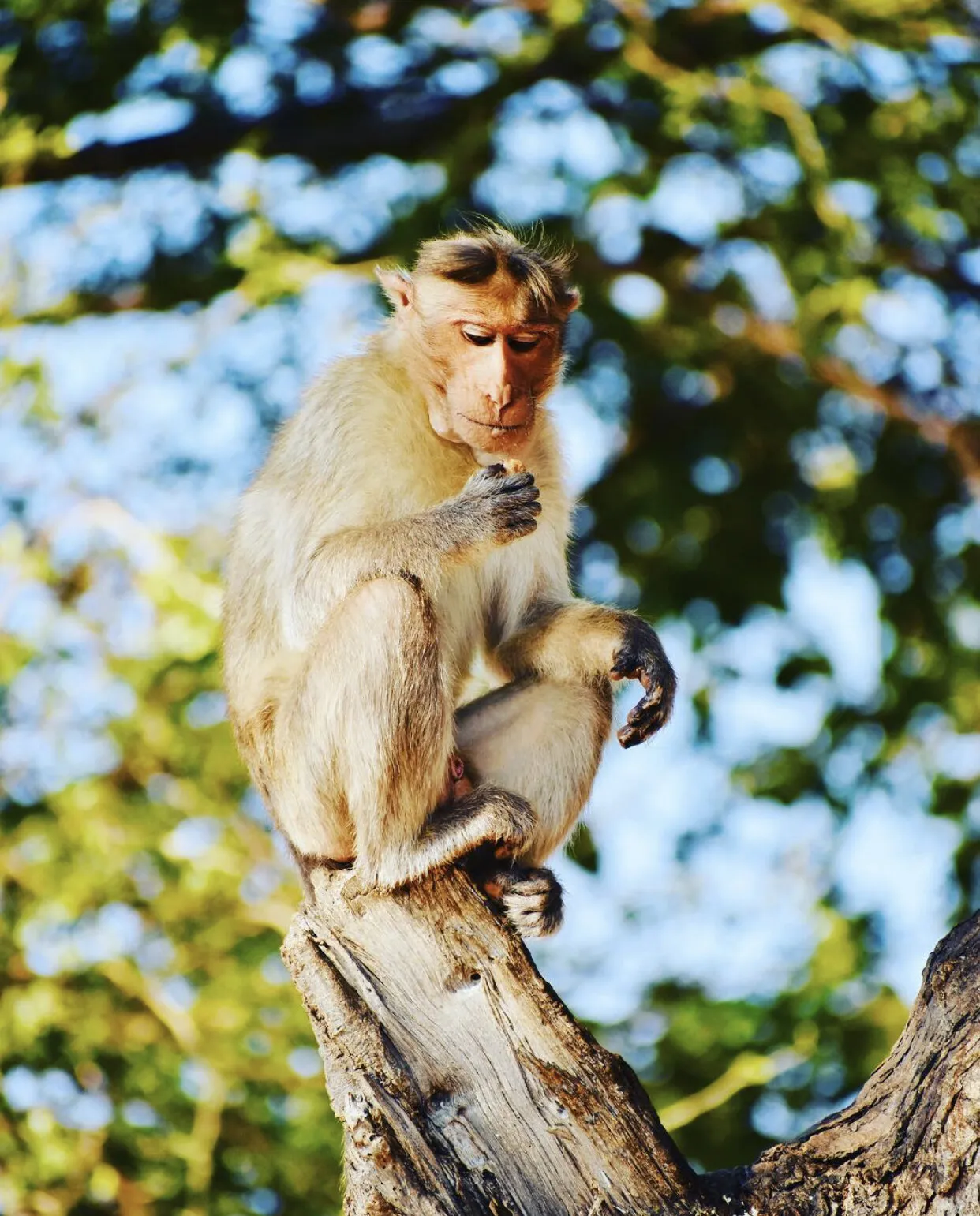 Monkey