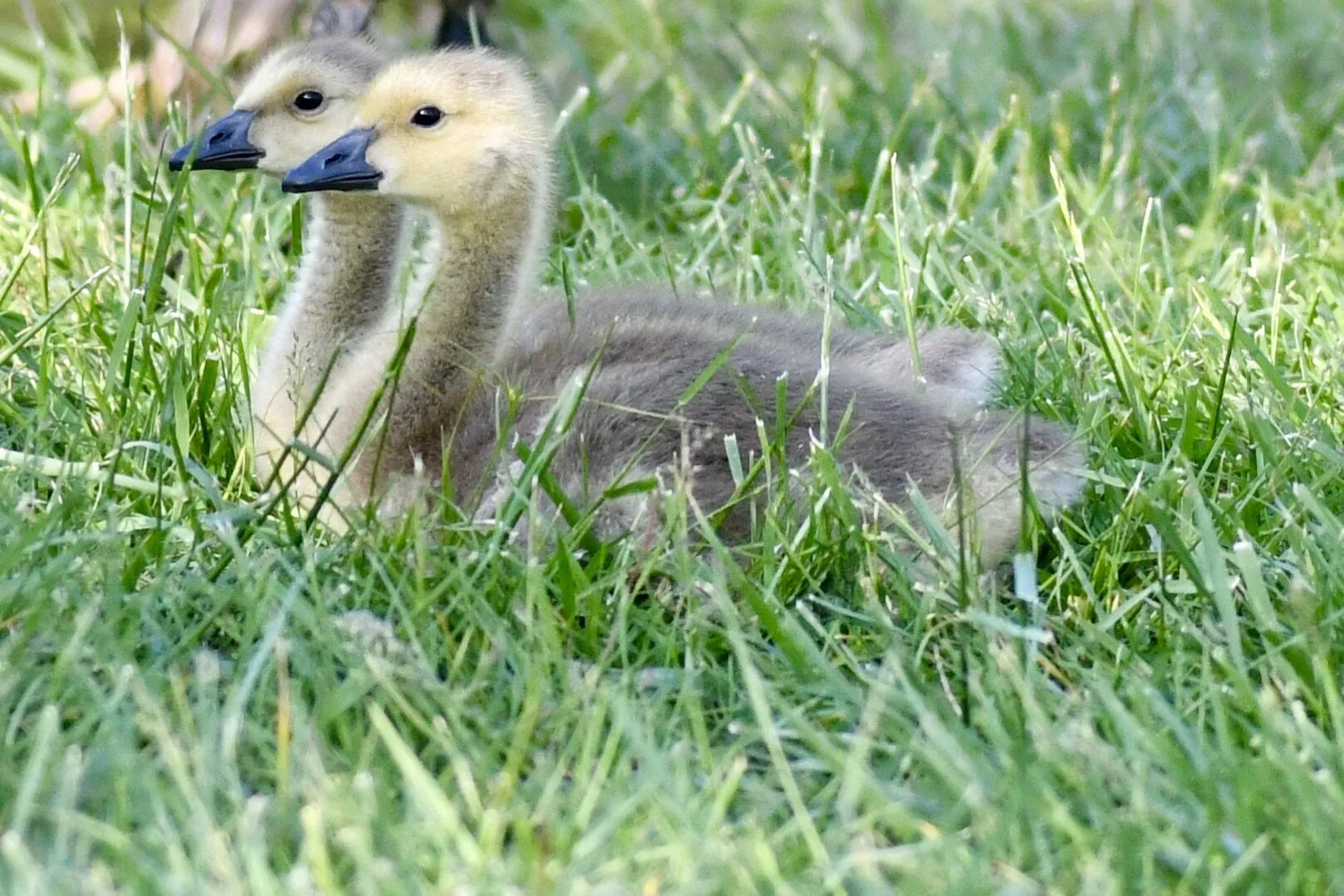Goslings