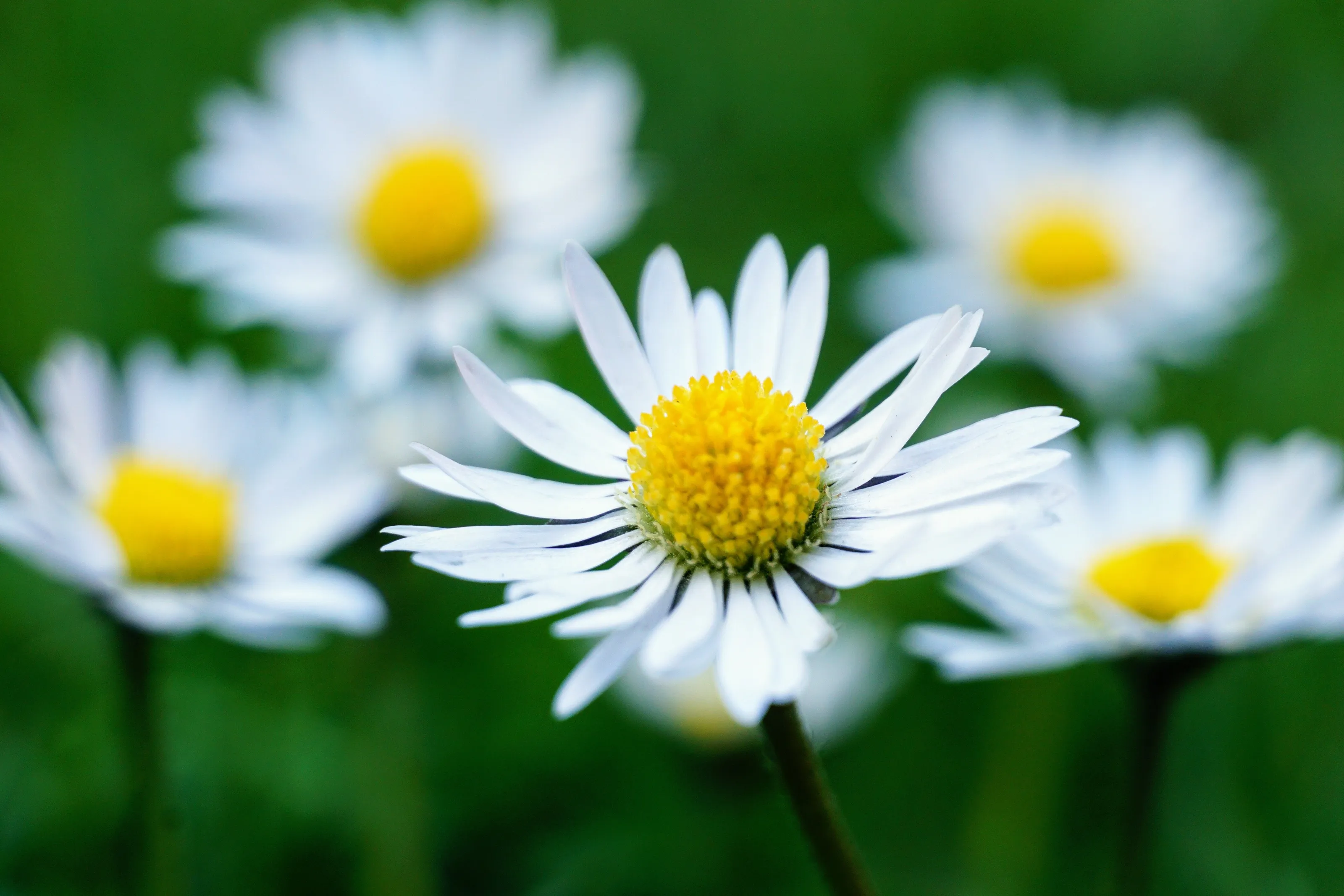 Daisies