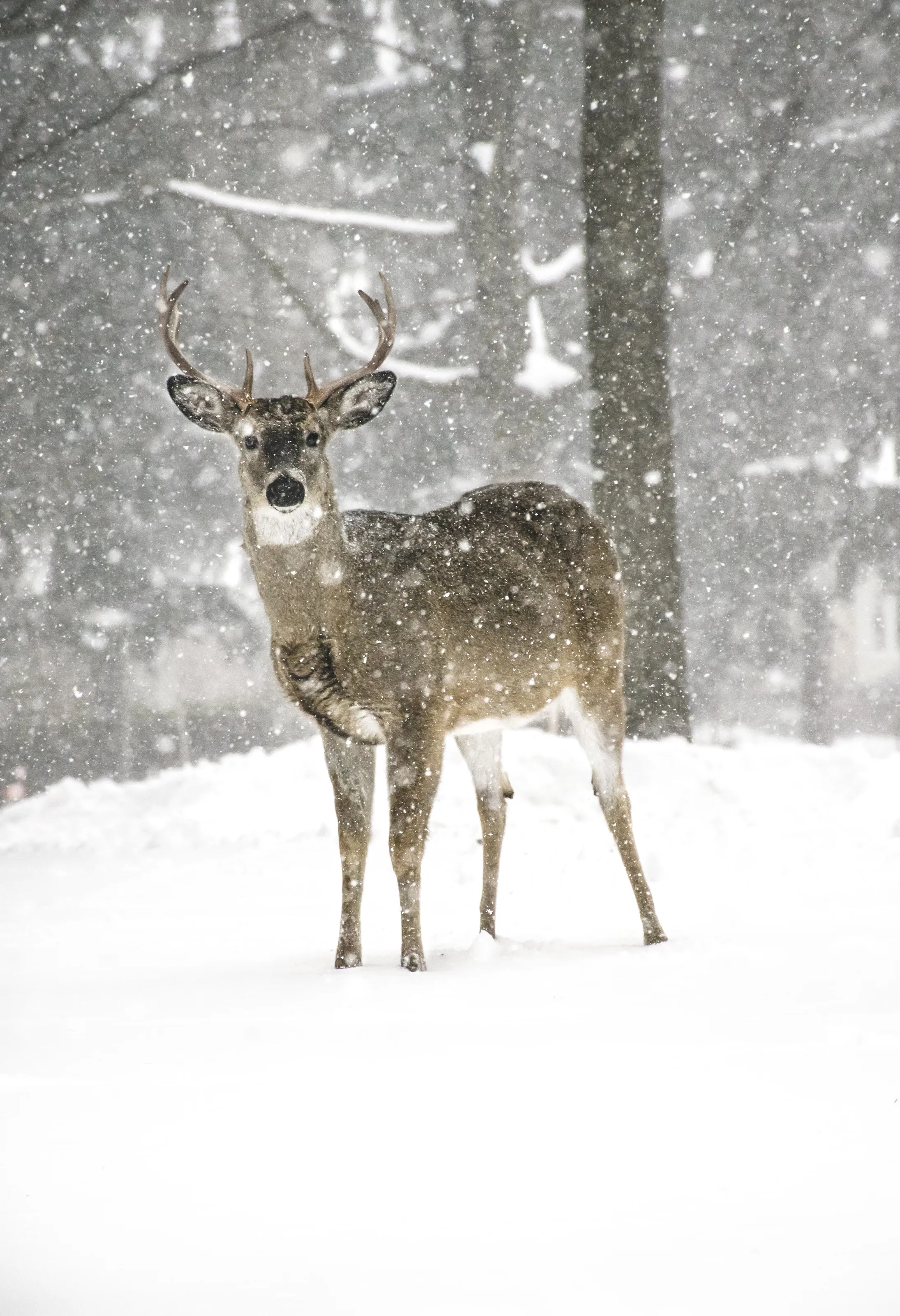 Stag and Snow