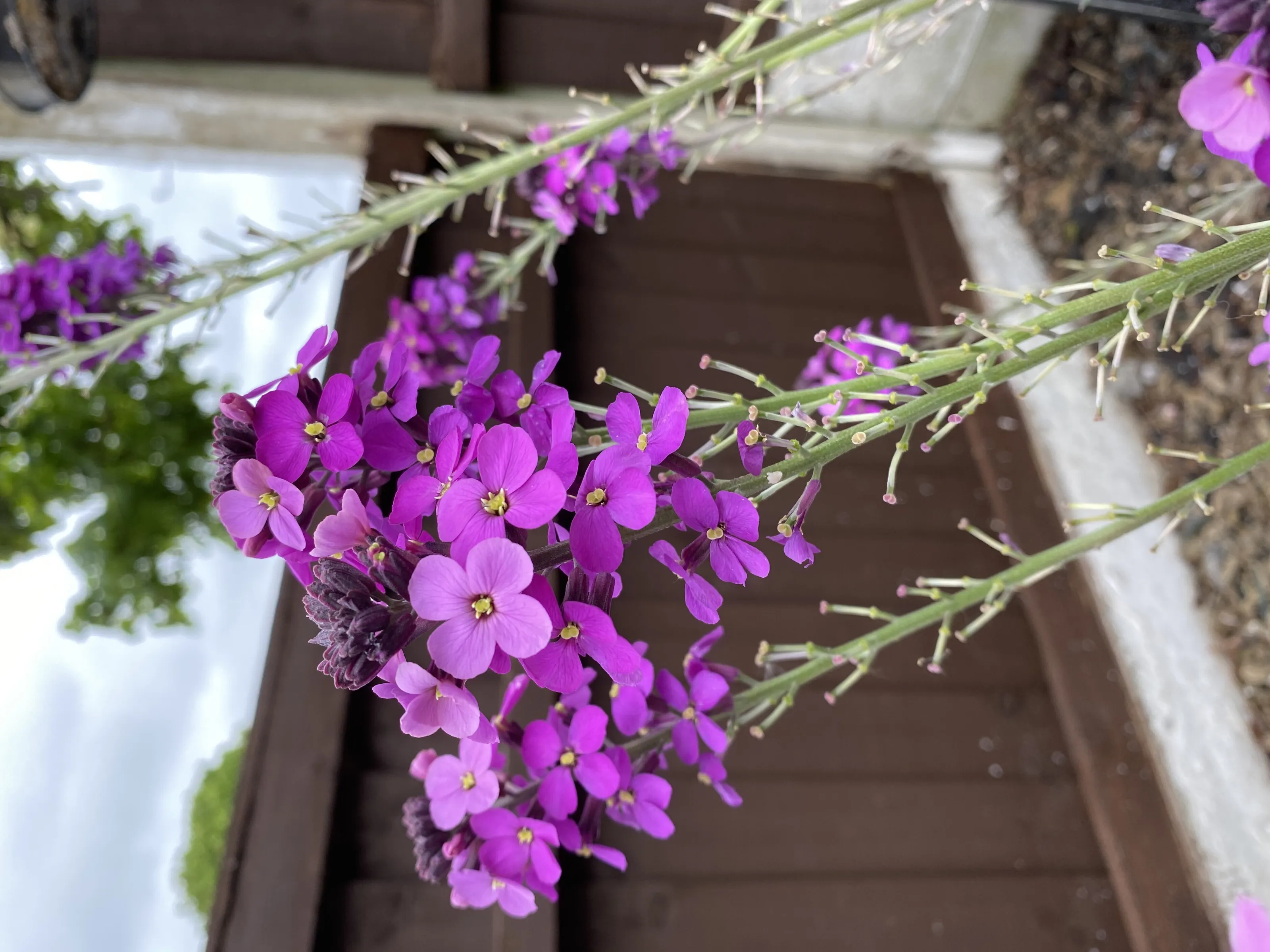 Flowers in the garden