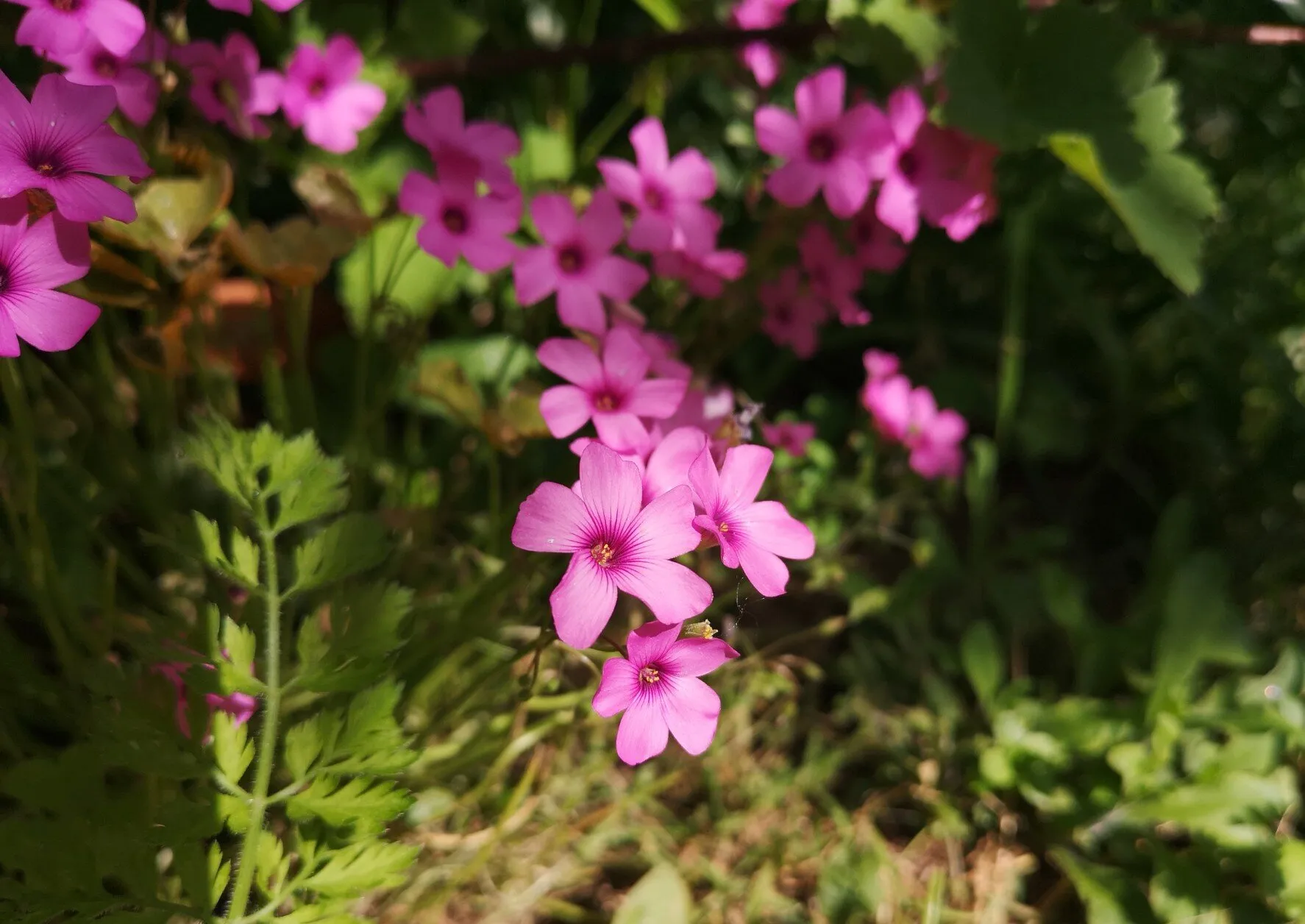 Flowers