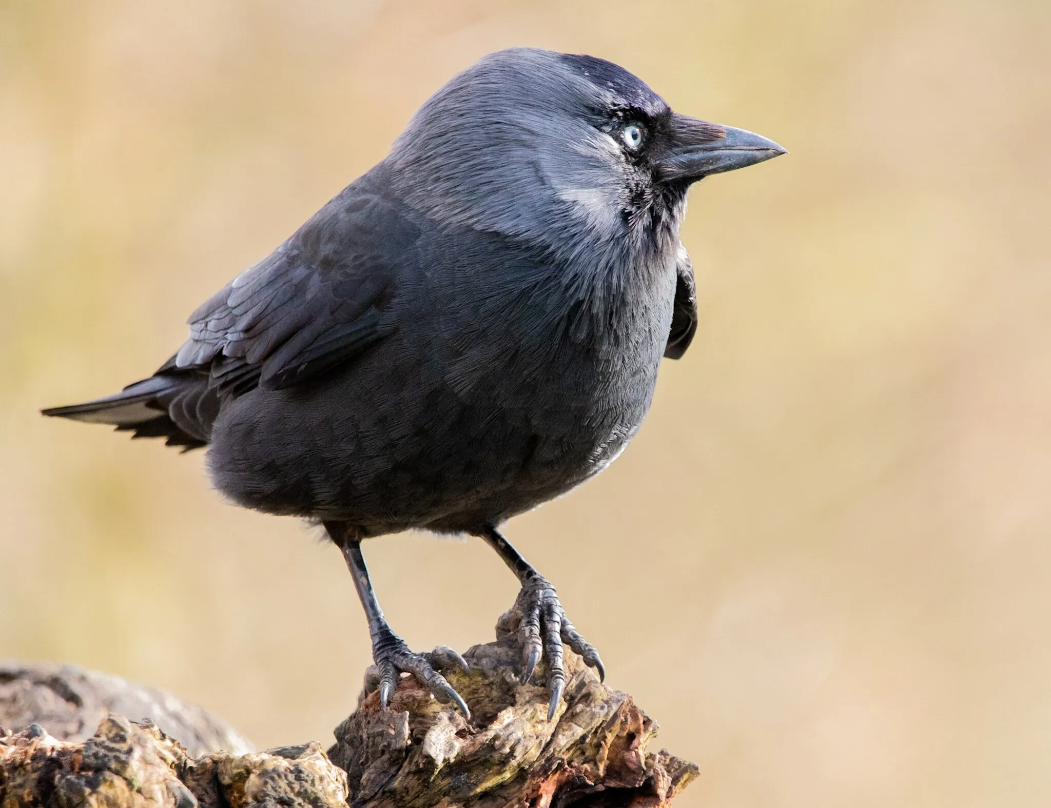 Jackdaw