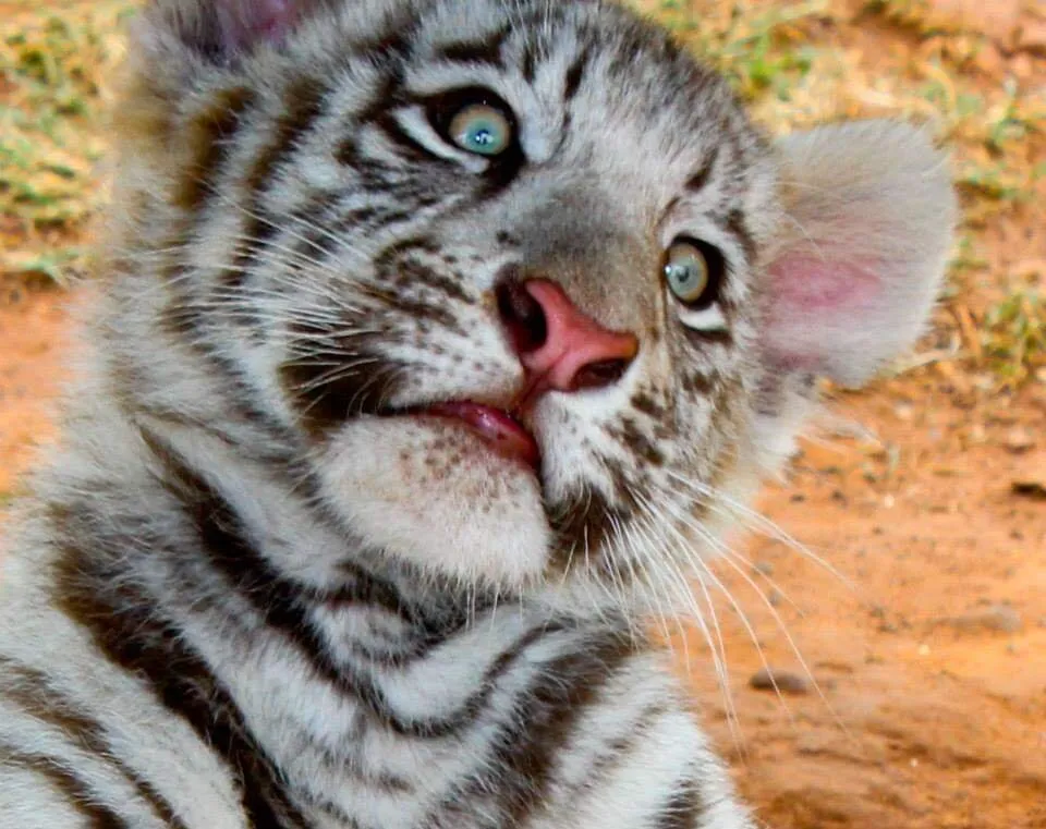 Bright eyes