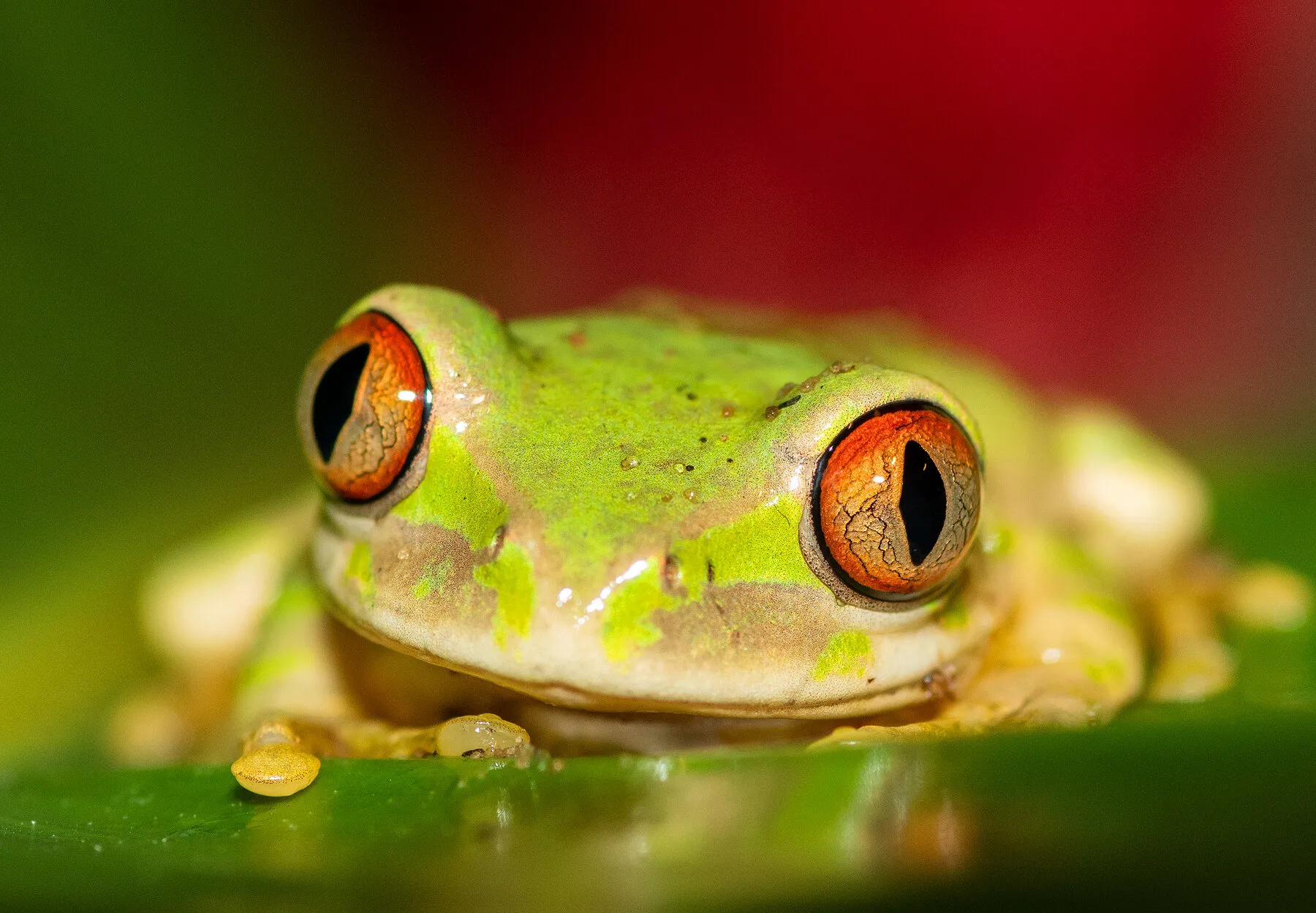 Endemic Natal Forest Tree Frog
