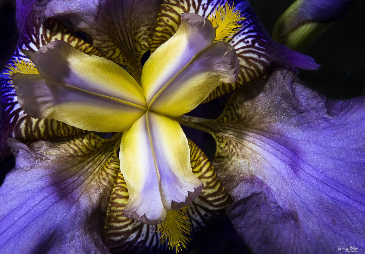 Entry 20291615
