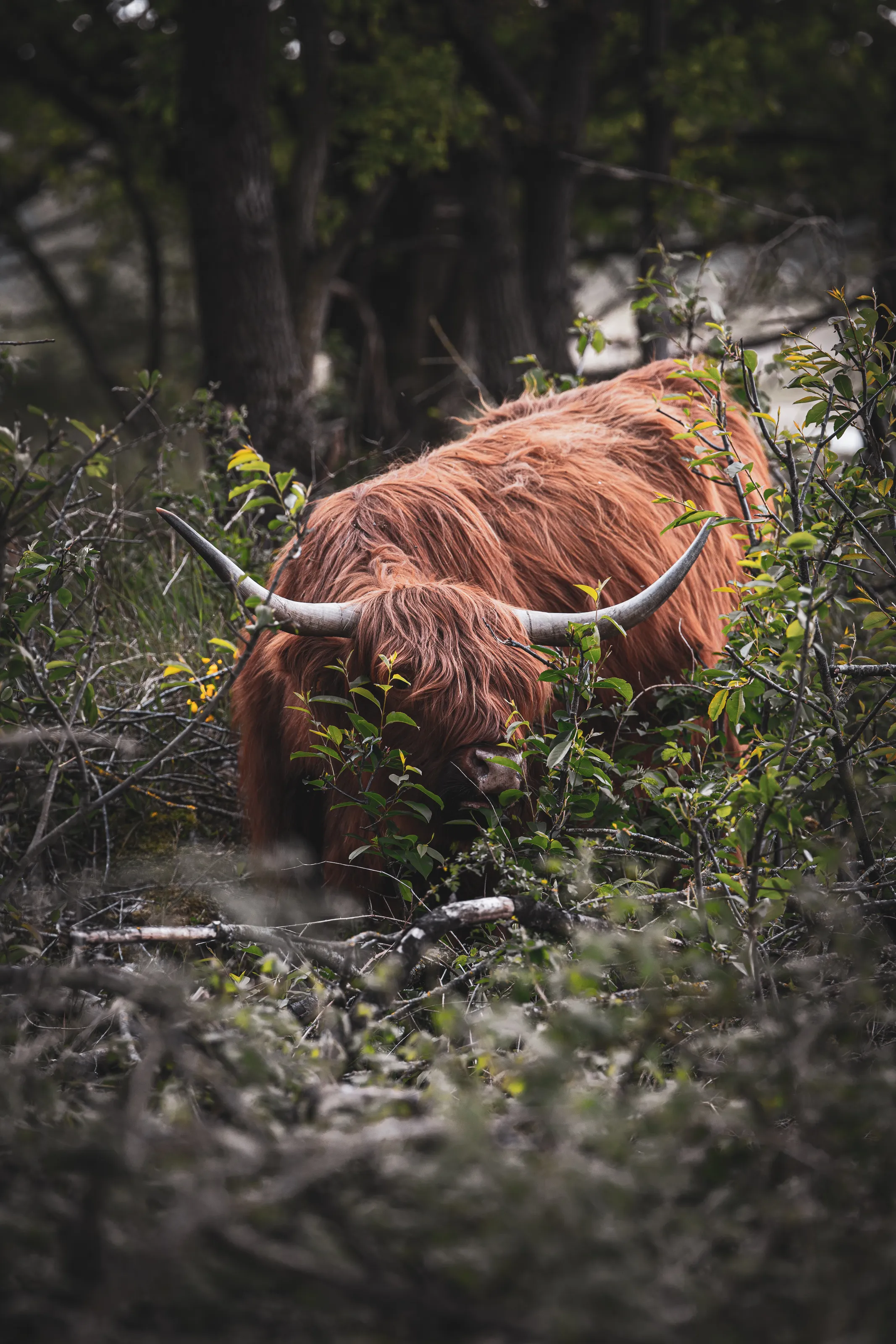 Big horned dude in wild.