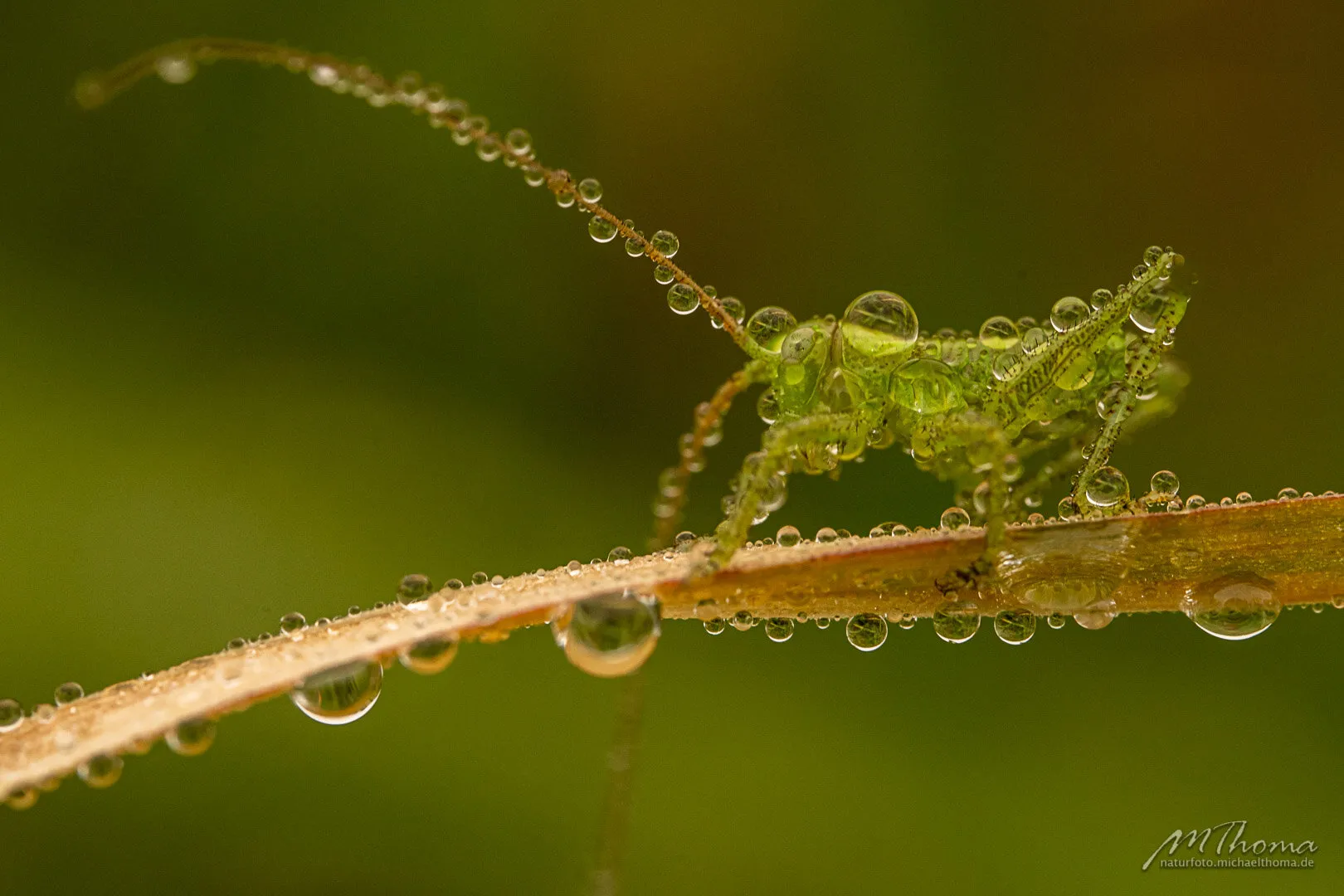 common speckled bush-cricket [Leptophyes punctatissima]