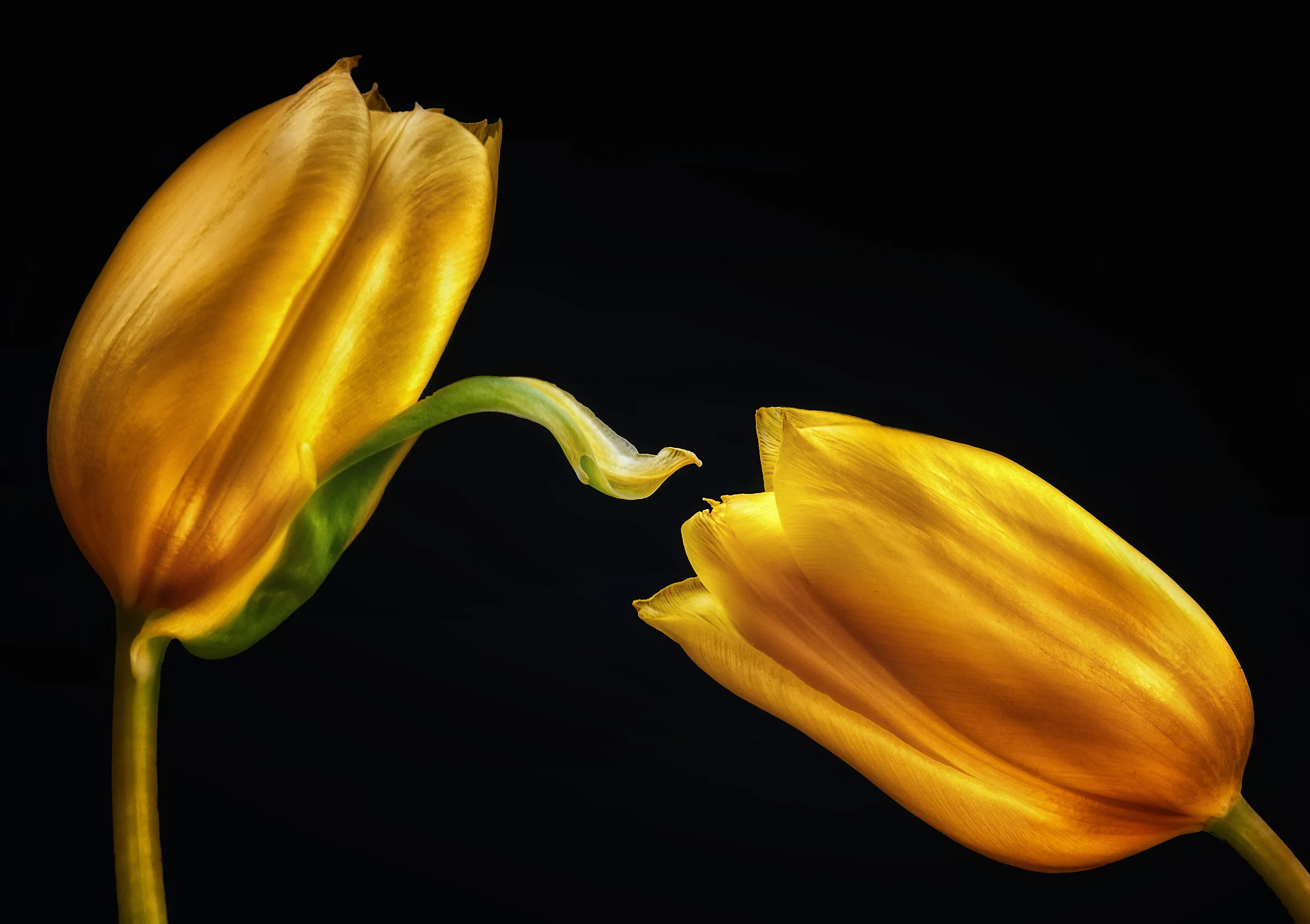 Golden Tulip Encounter