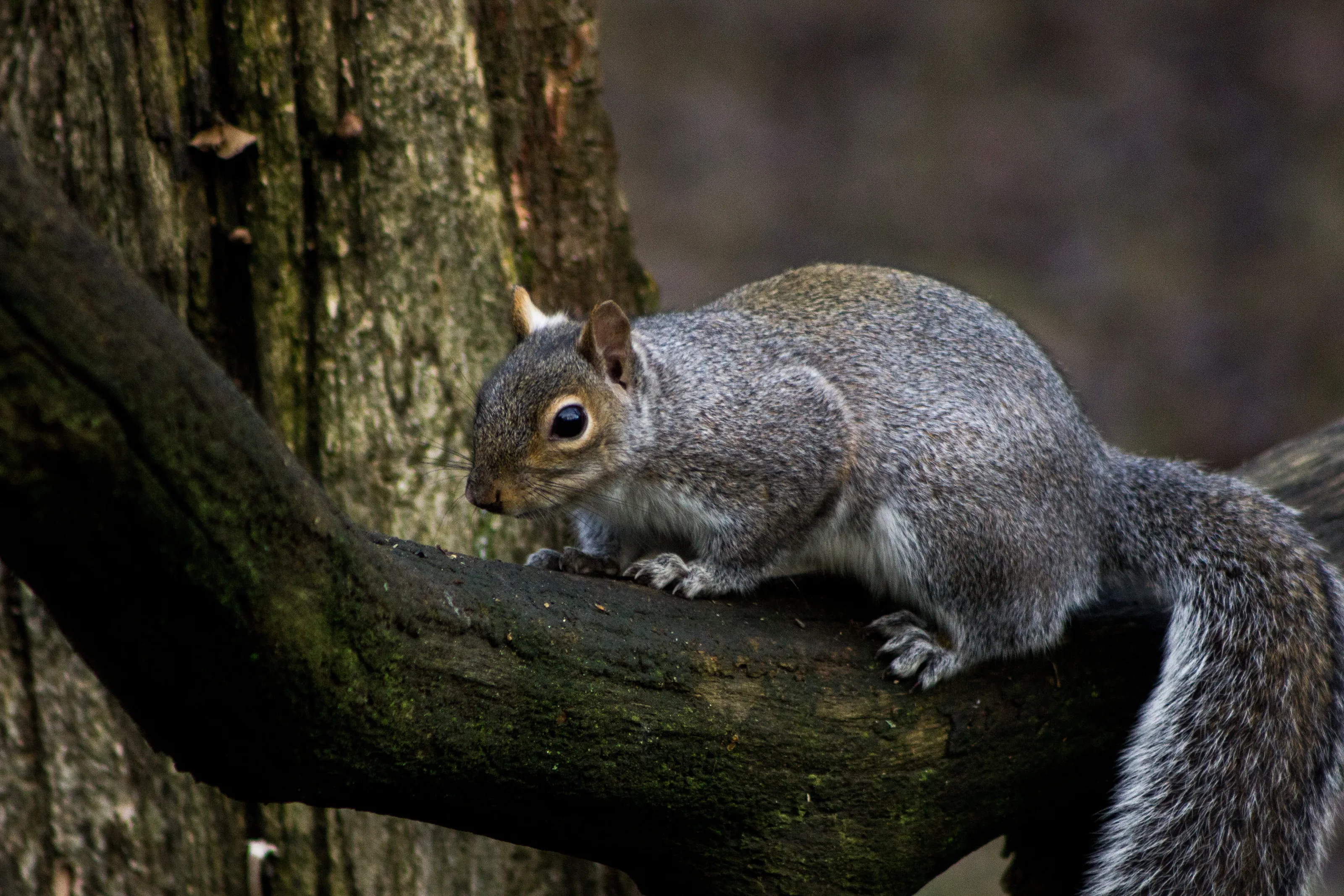 A_little_Posing_Squirrel