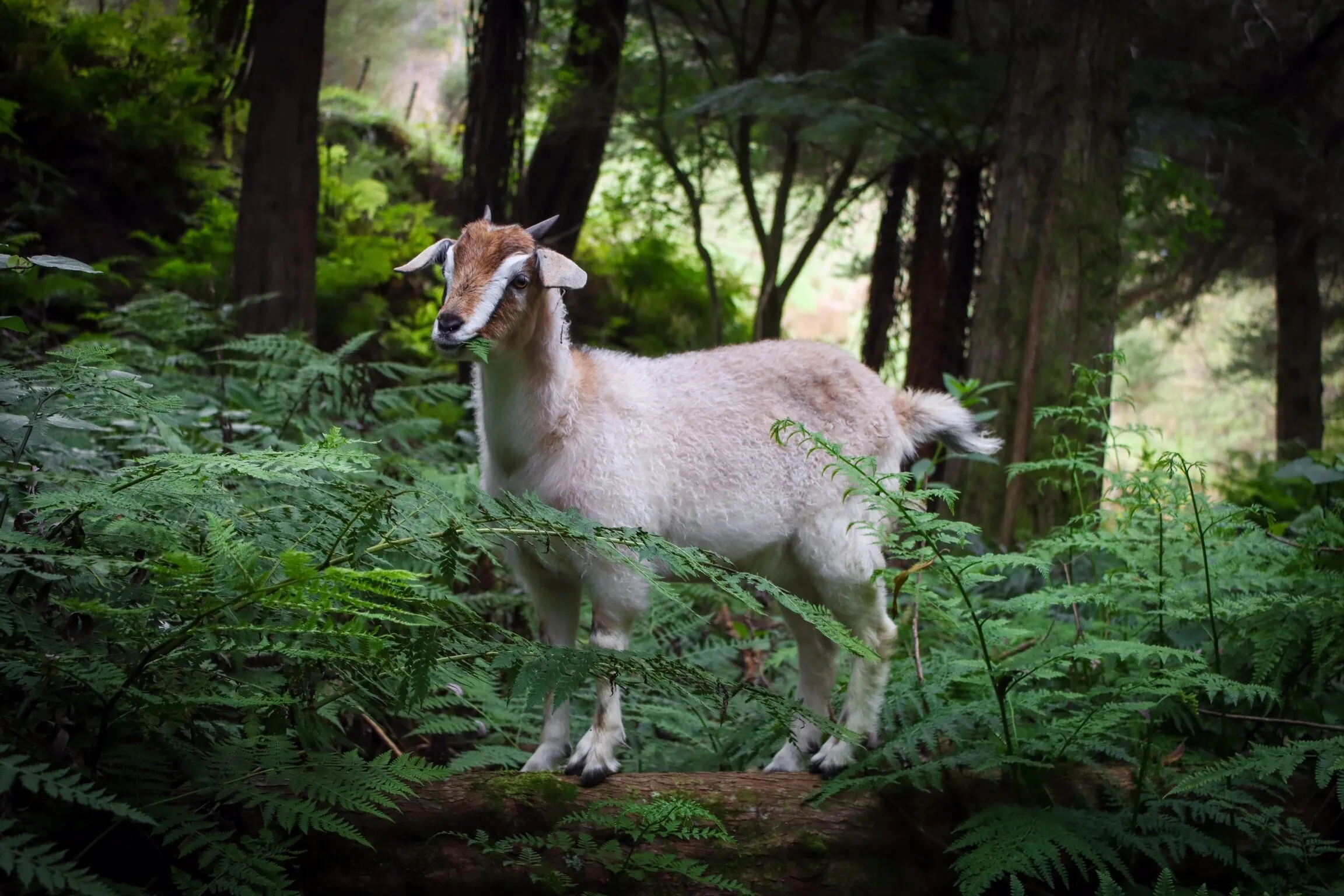 Young Goat In A New Zealand Forest