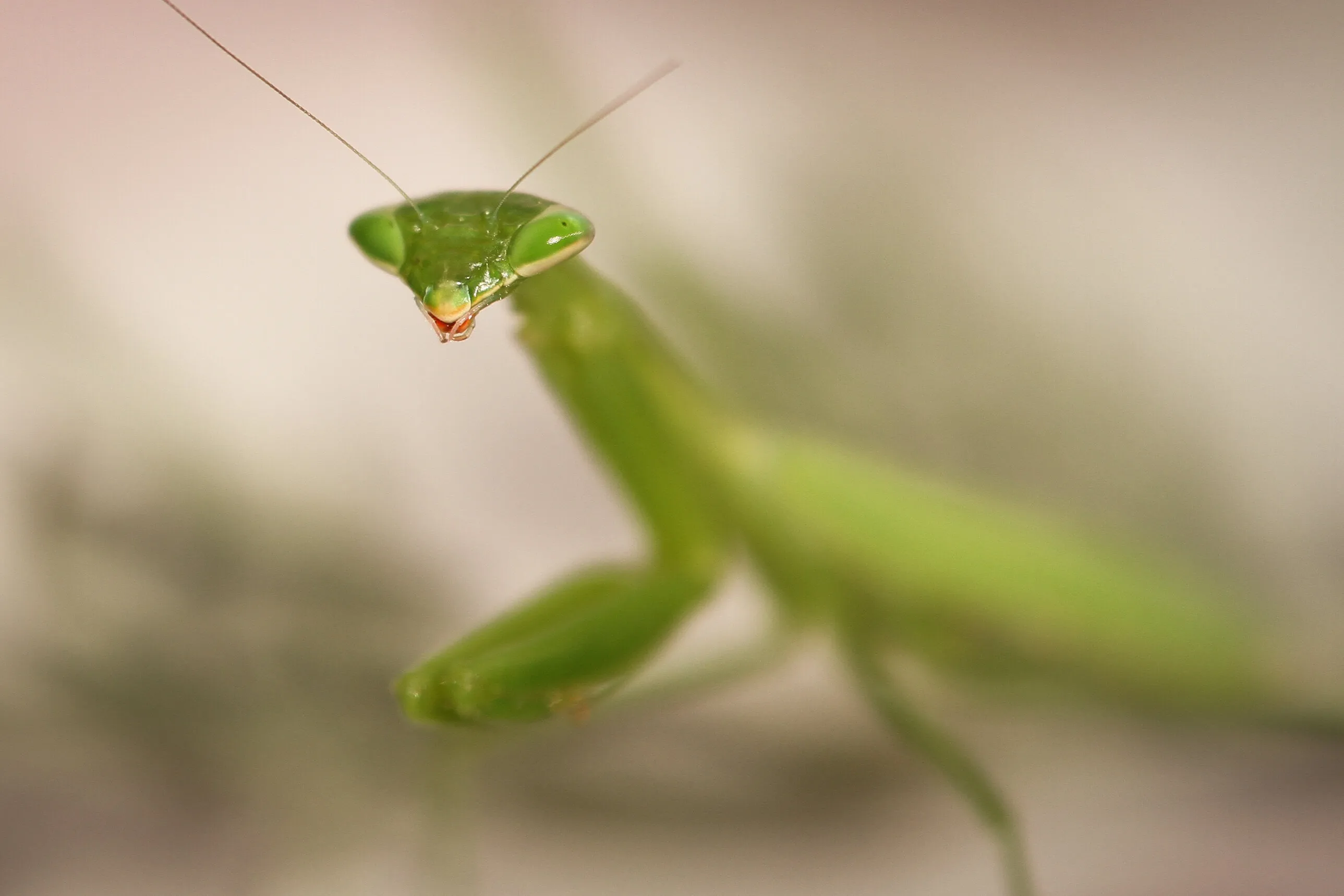 Praying Mantis