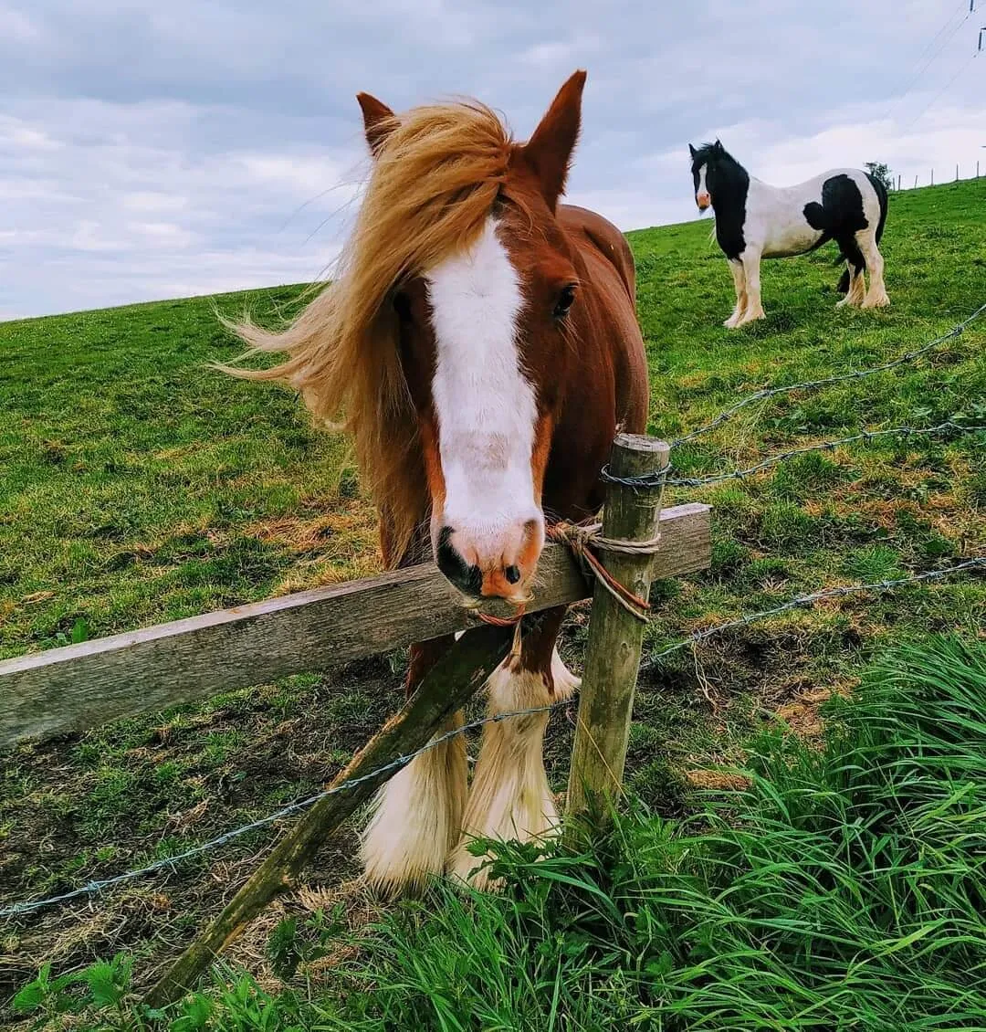 The farm horse
