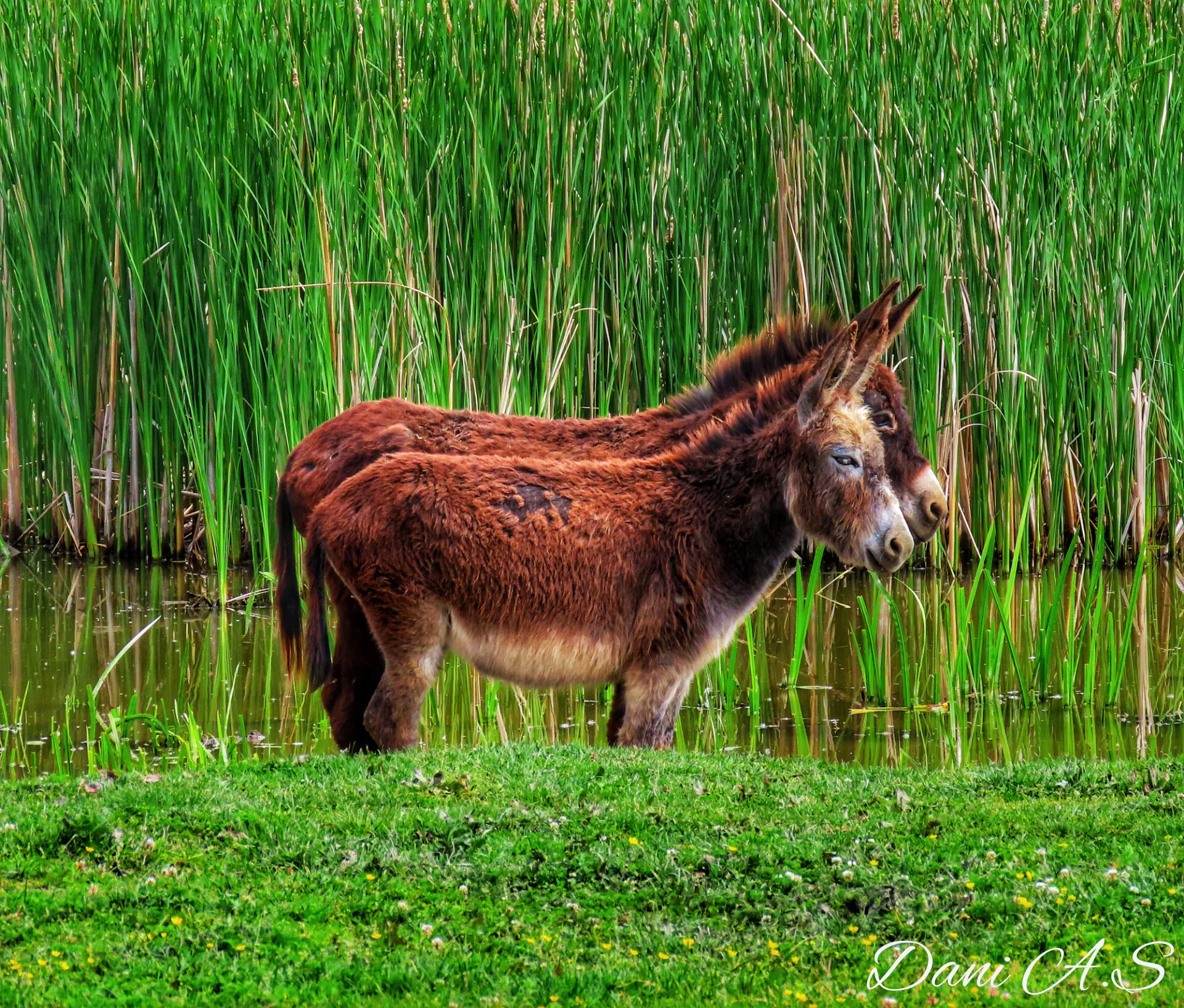 Donkey in the nature