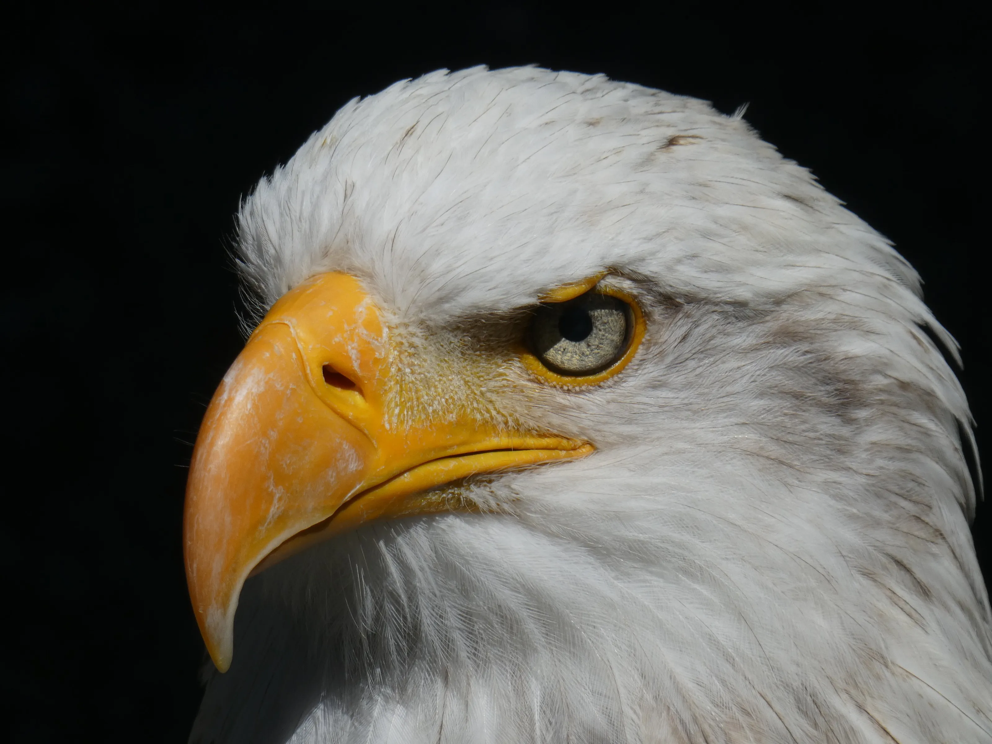 Eagle